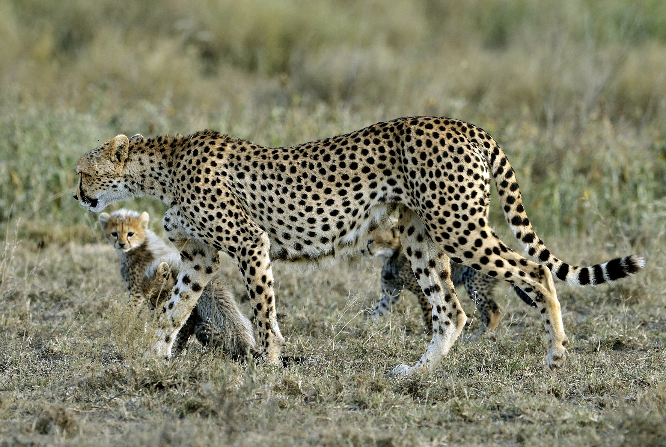 Tanzania 2015 - Ghepardi