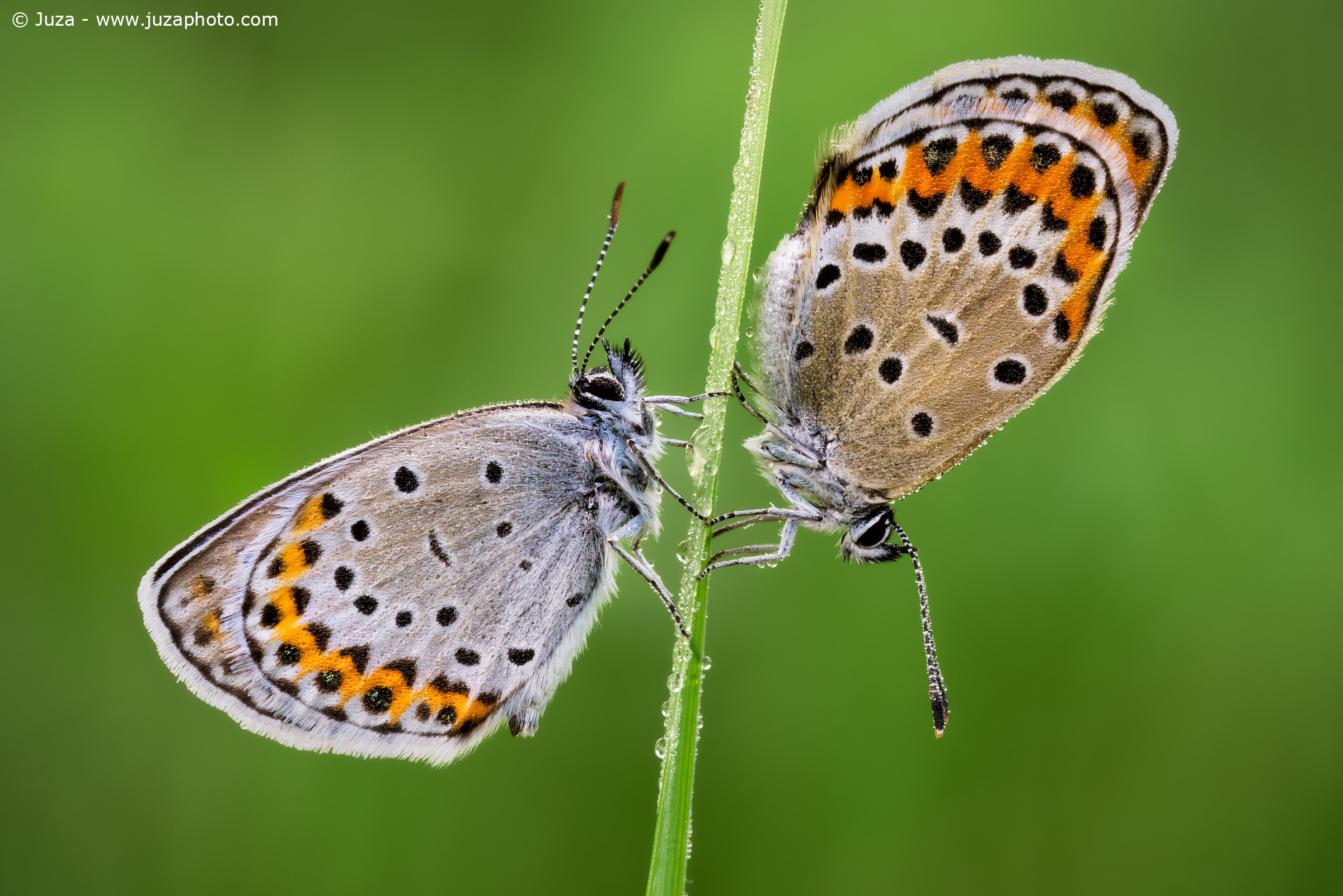Polyommatus bellargus