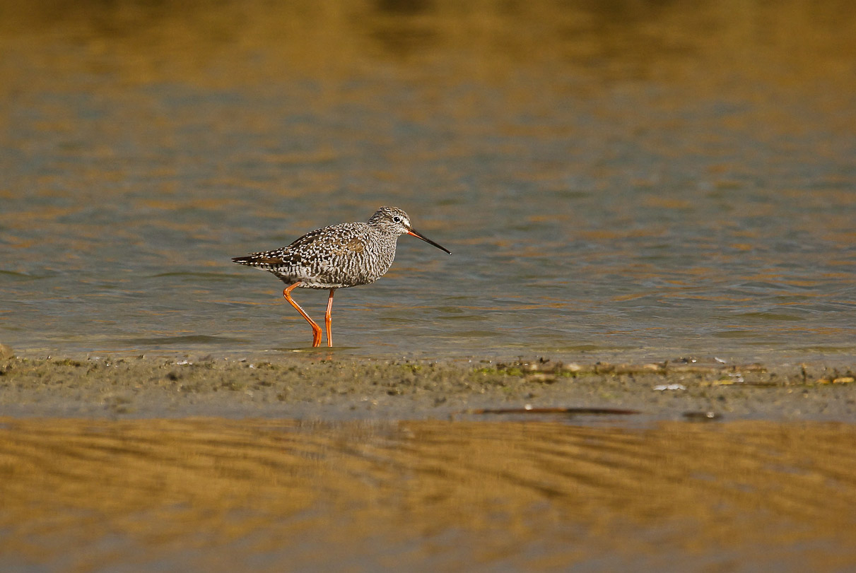 Spotted Redshank