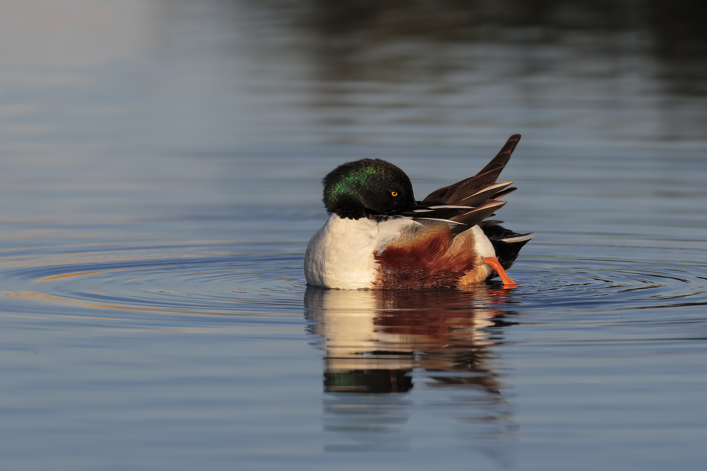 naps in the bathroom ...