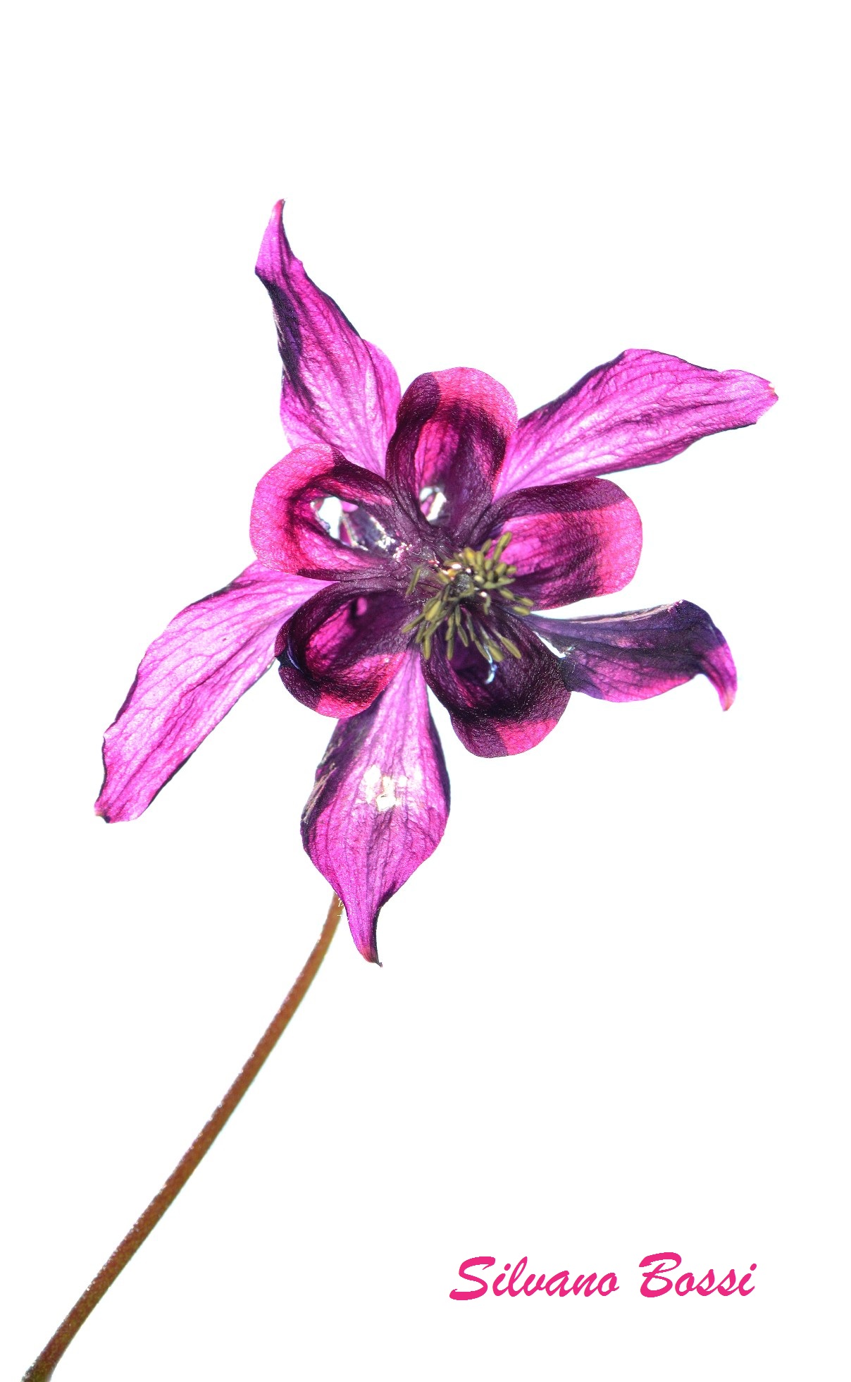 columbine on retirement