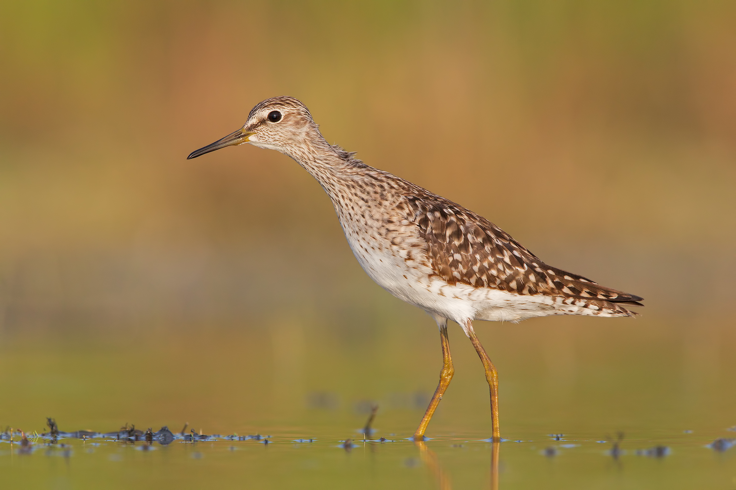 Piro piro boschereccio