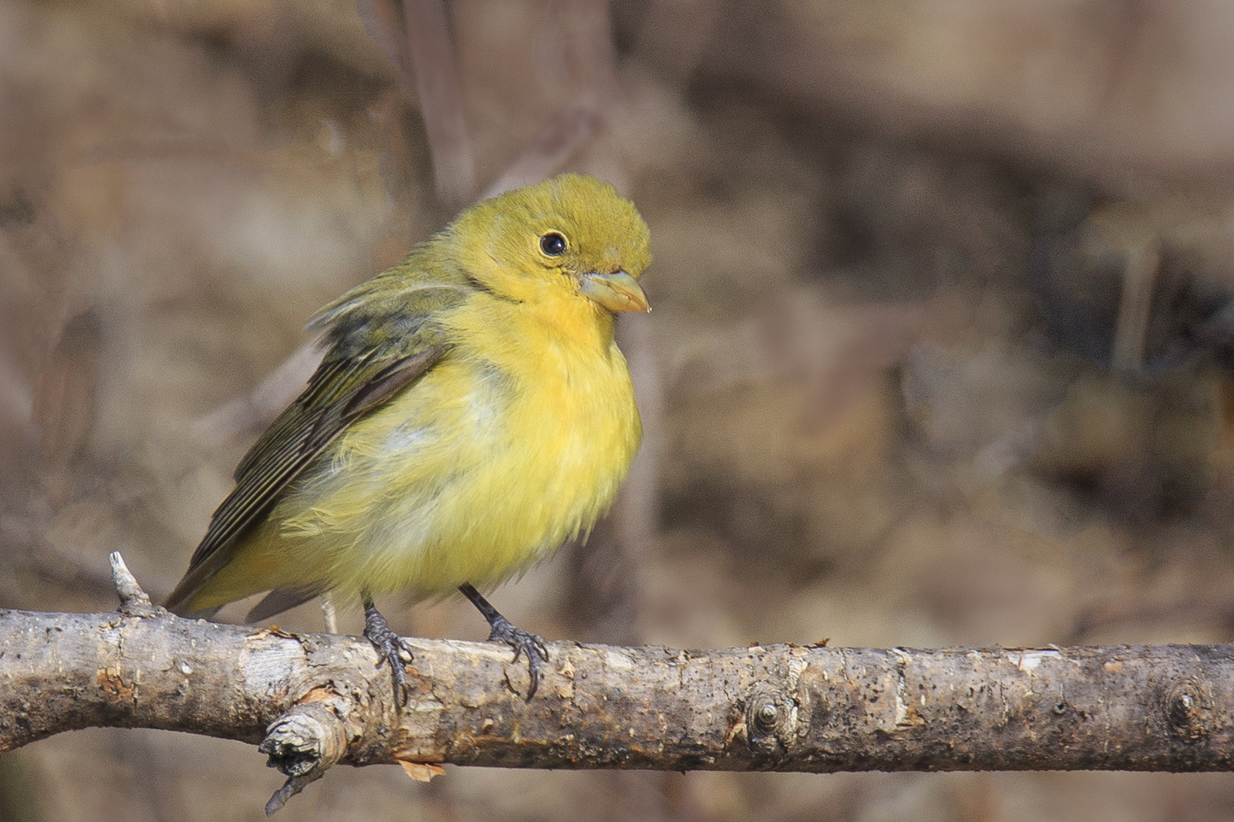 Scarlet Tanager Female