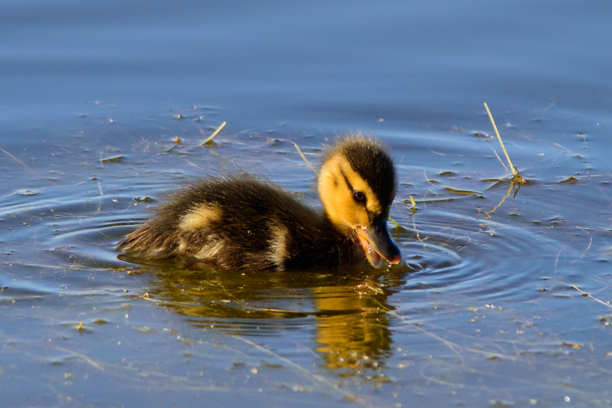 Just arrived on this planet mad