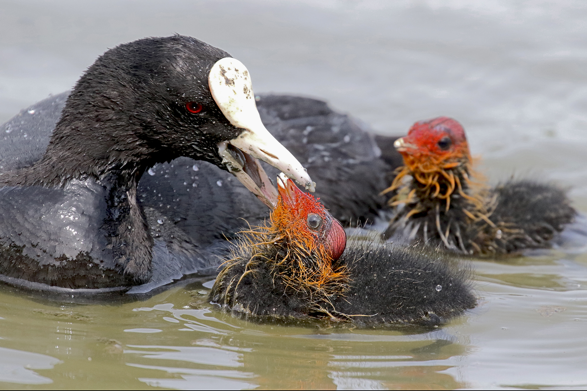Coot with offspring