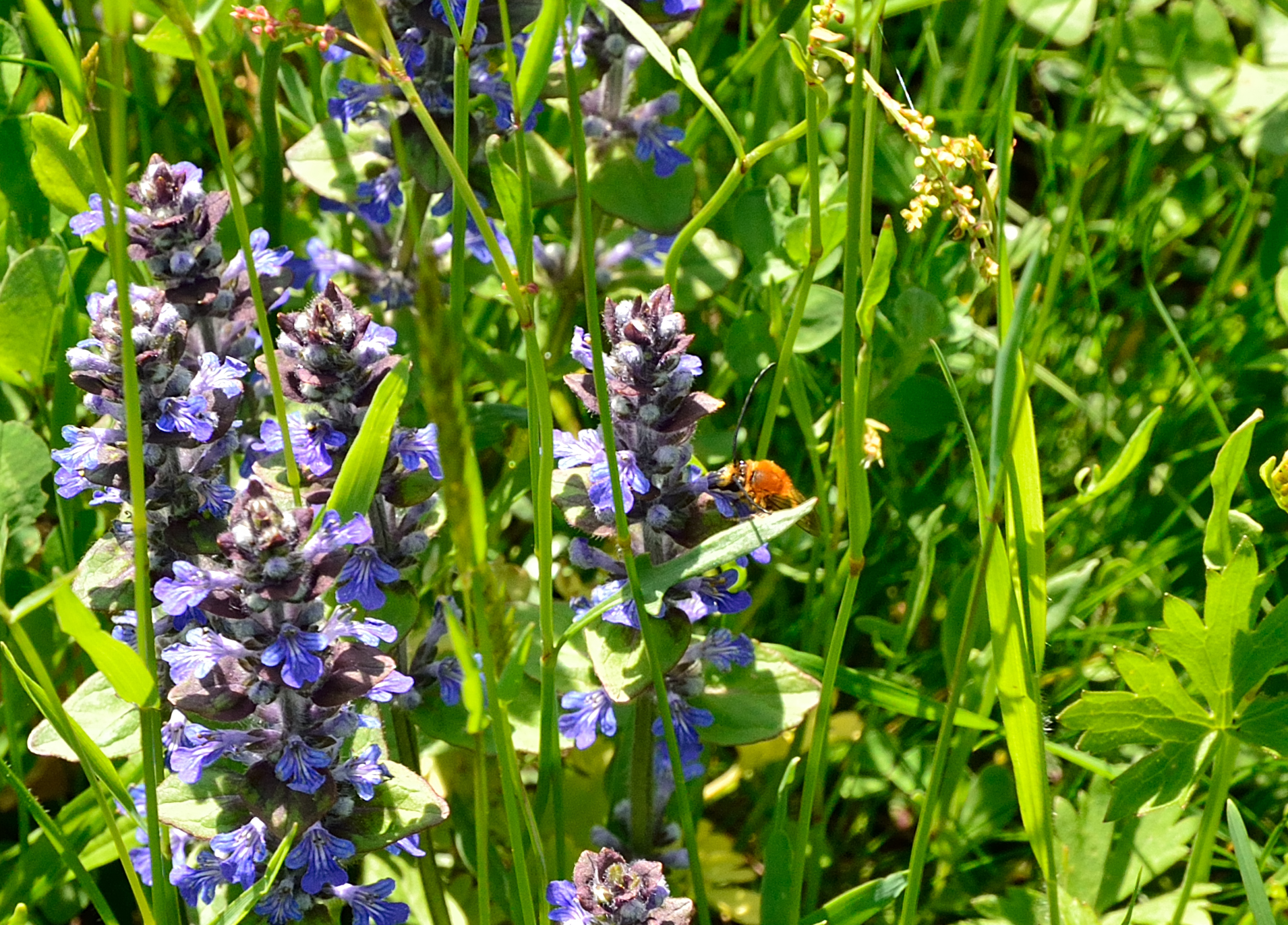 Prato fiorito di montagna ( particolare)