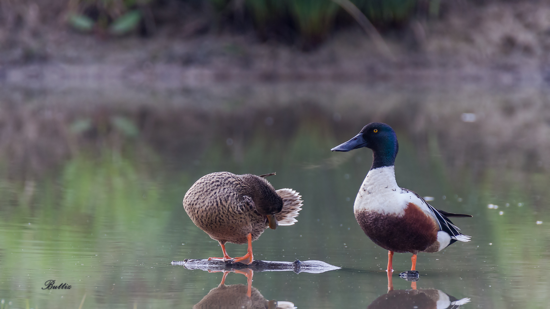 Dear are you ready? We have to go ...