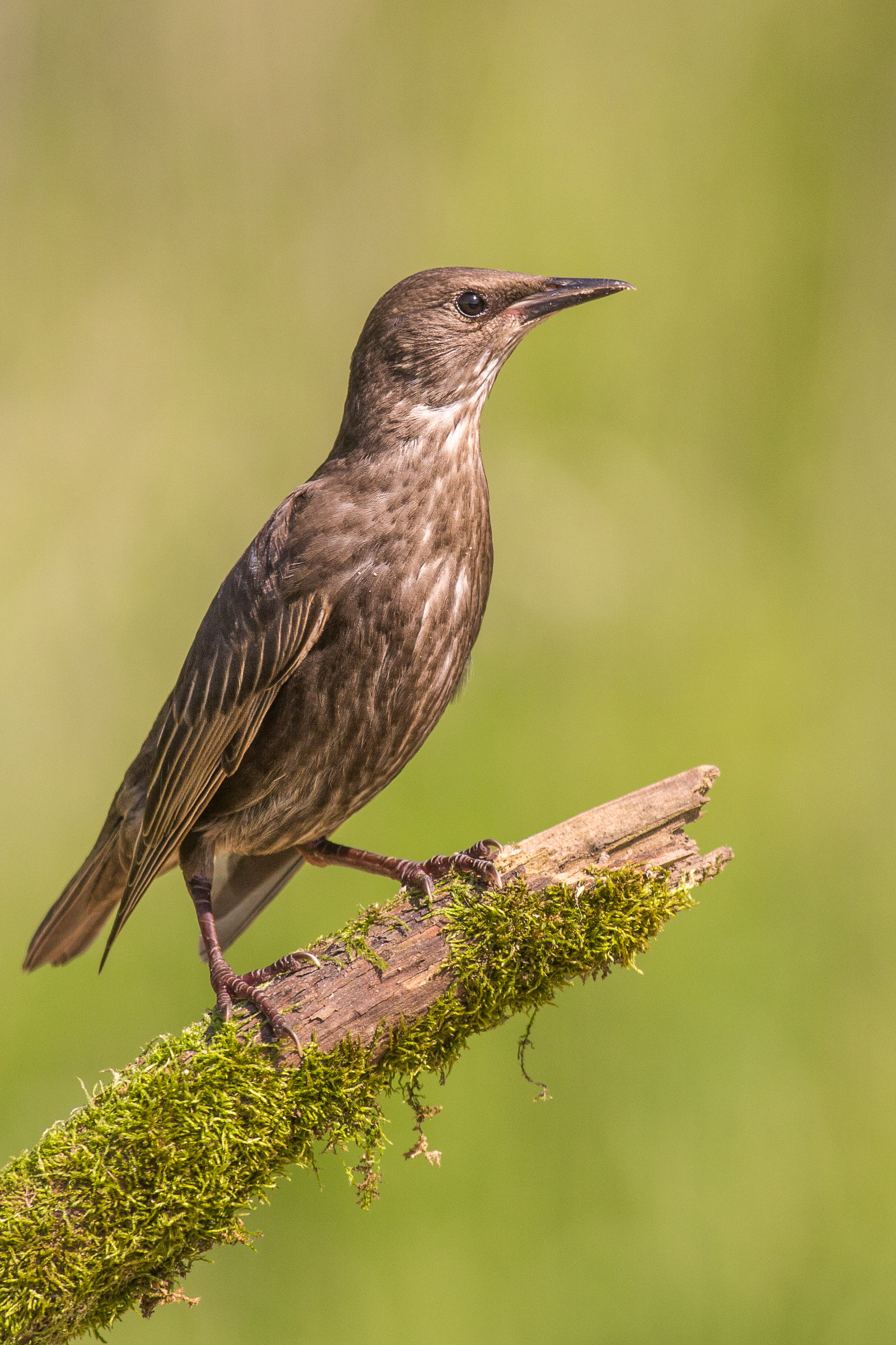 One day I will do great things!