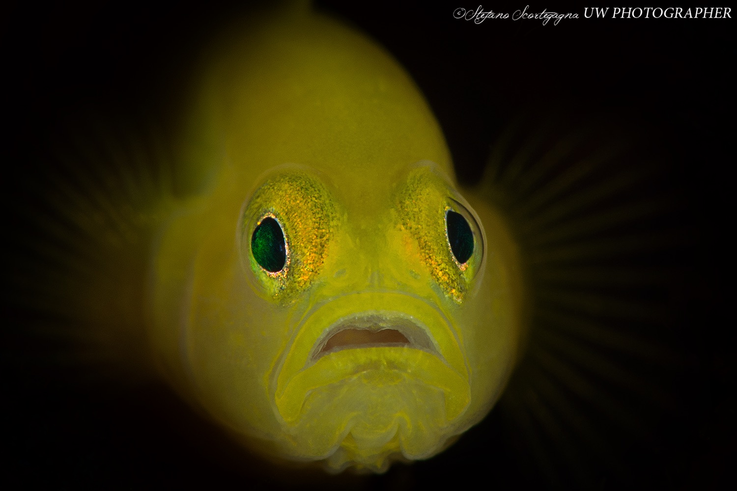 Lubricogobius Exiguus