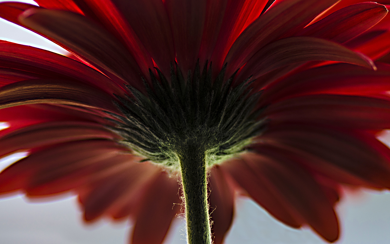 gerbera rossa