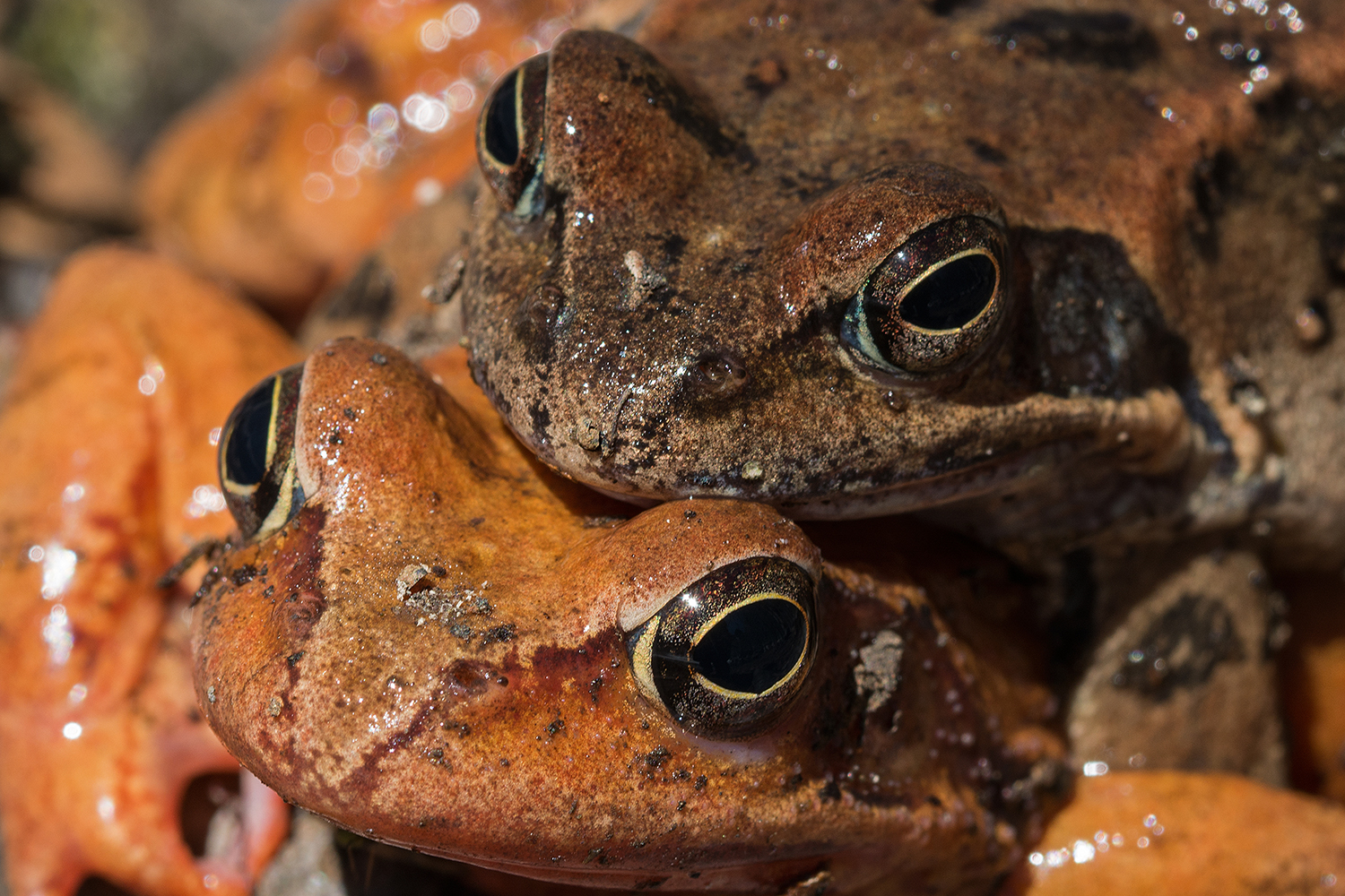 Four eyes are better than two