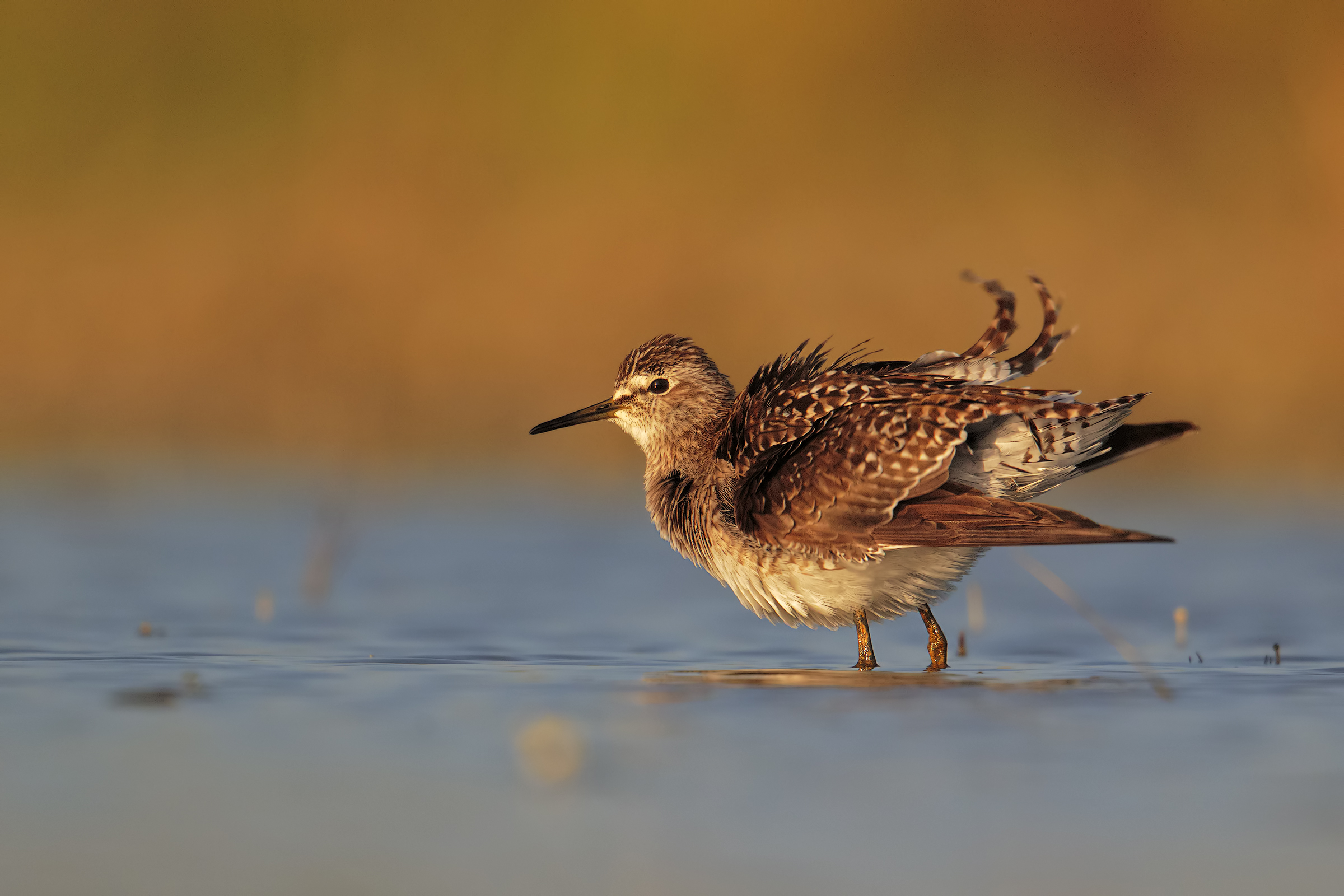 sandpiper