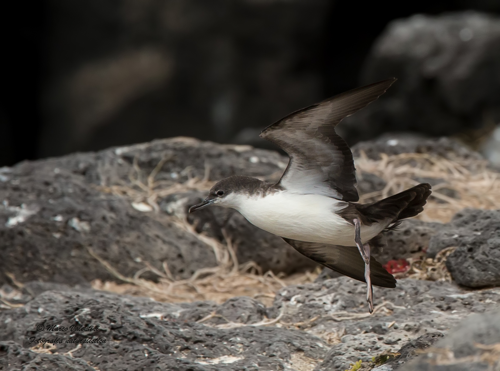 La partenza delle berte