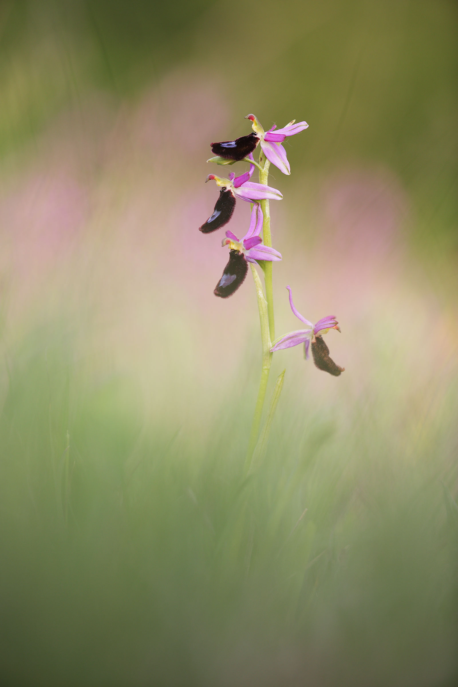 Ophrys bertolonii