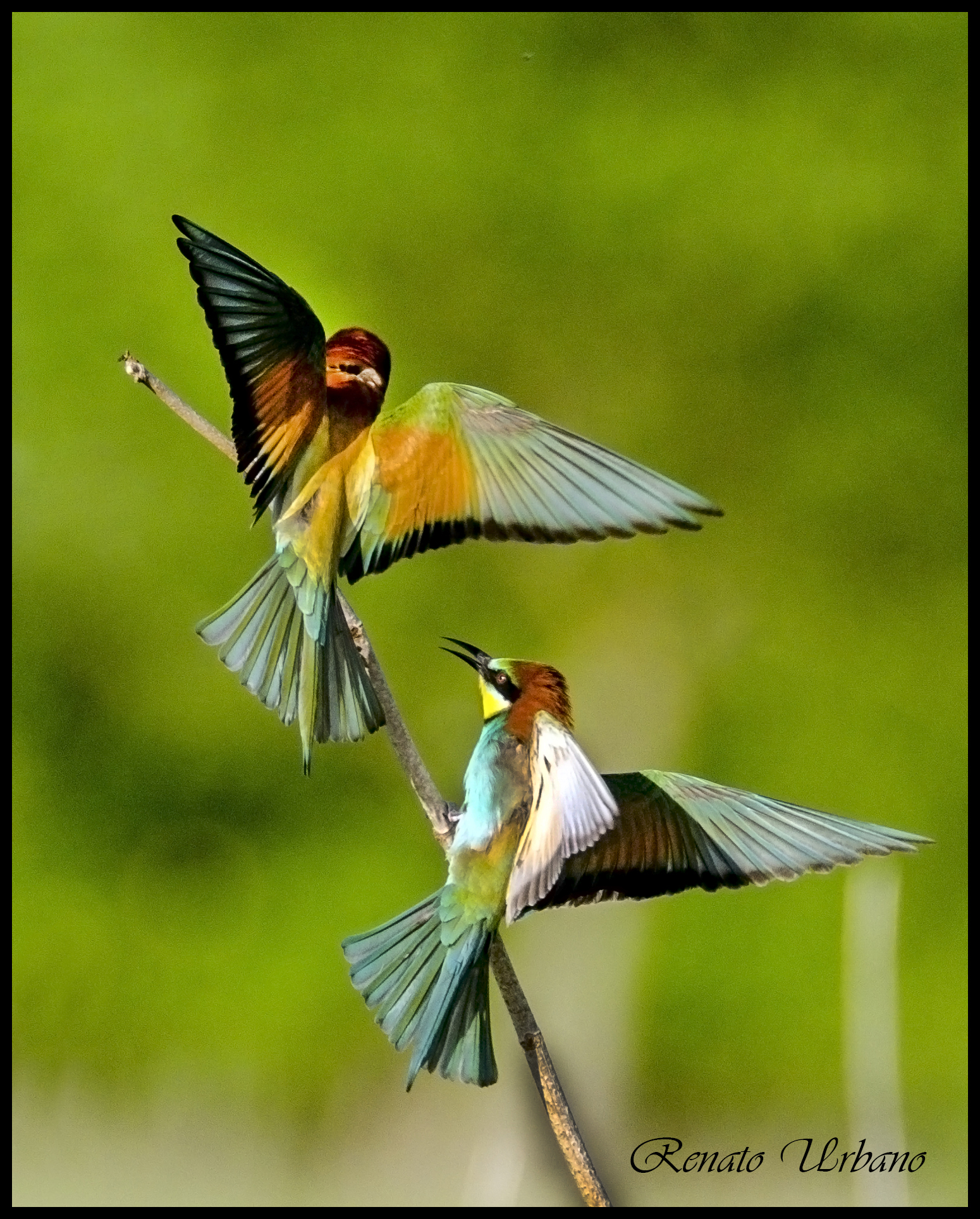 Eaters - roost for two (Merops Apiaster)