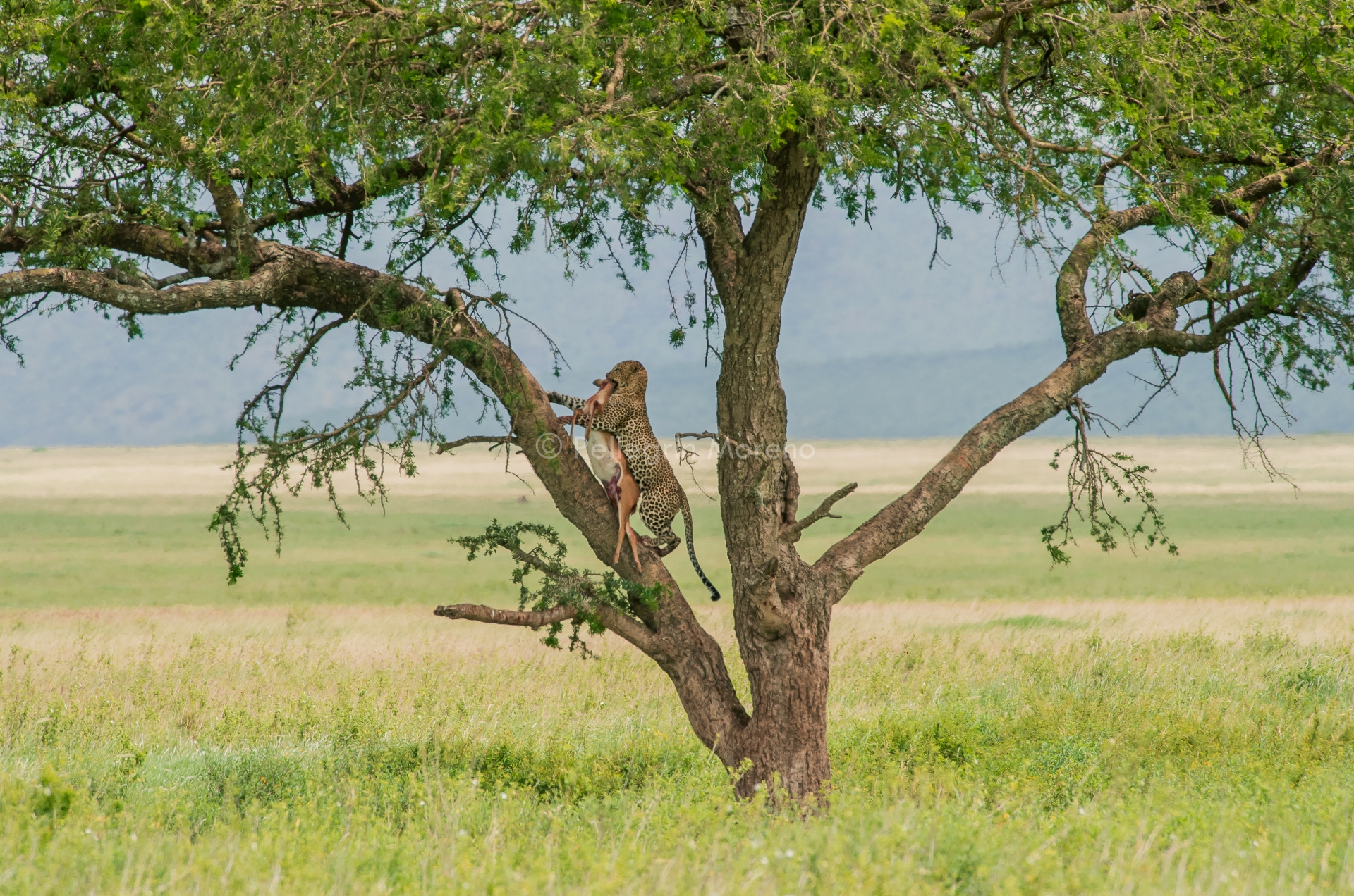Leopard with prey 2