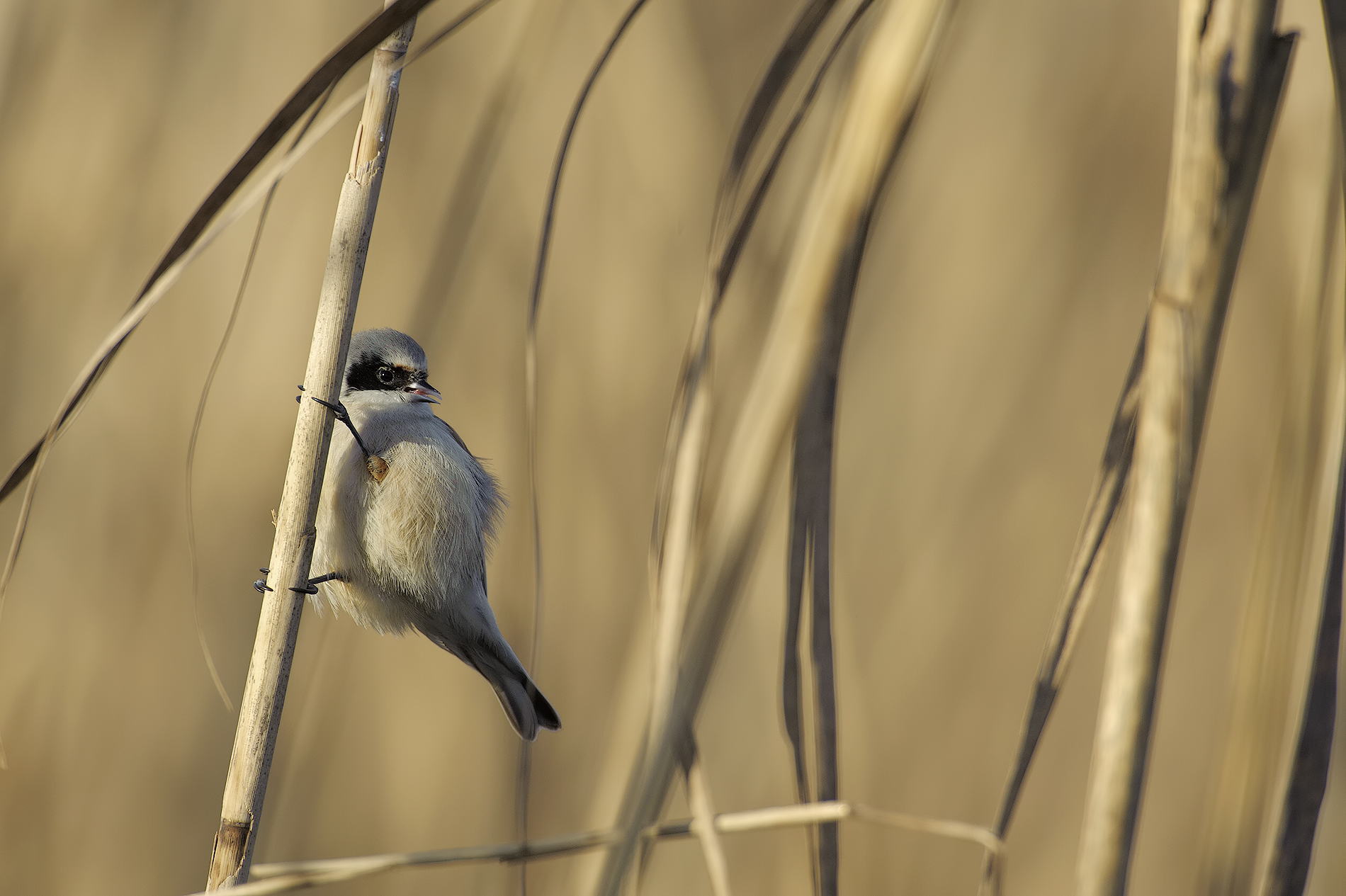 Pendolino (Remiz pendulinus)