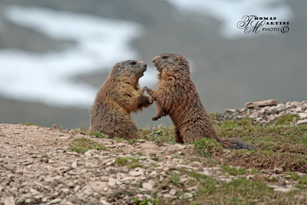 Affection between marmots