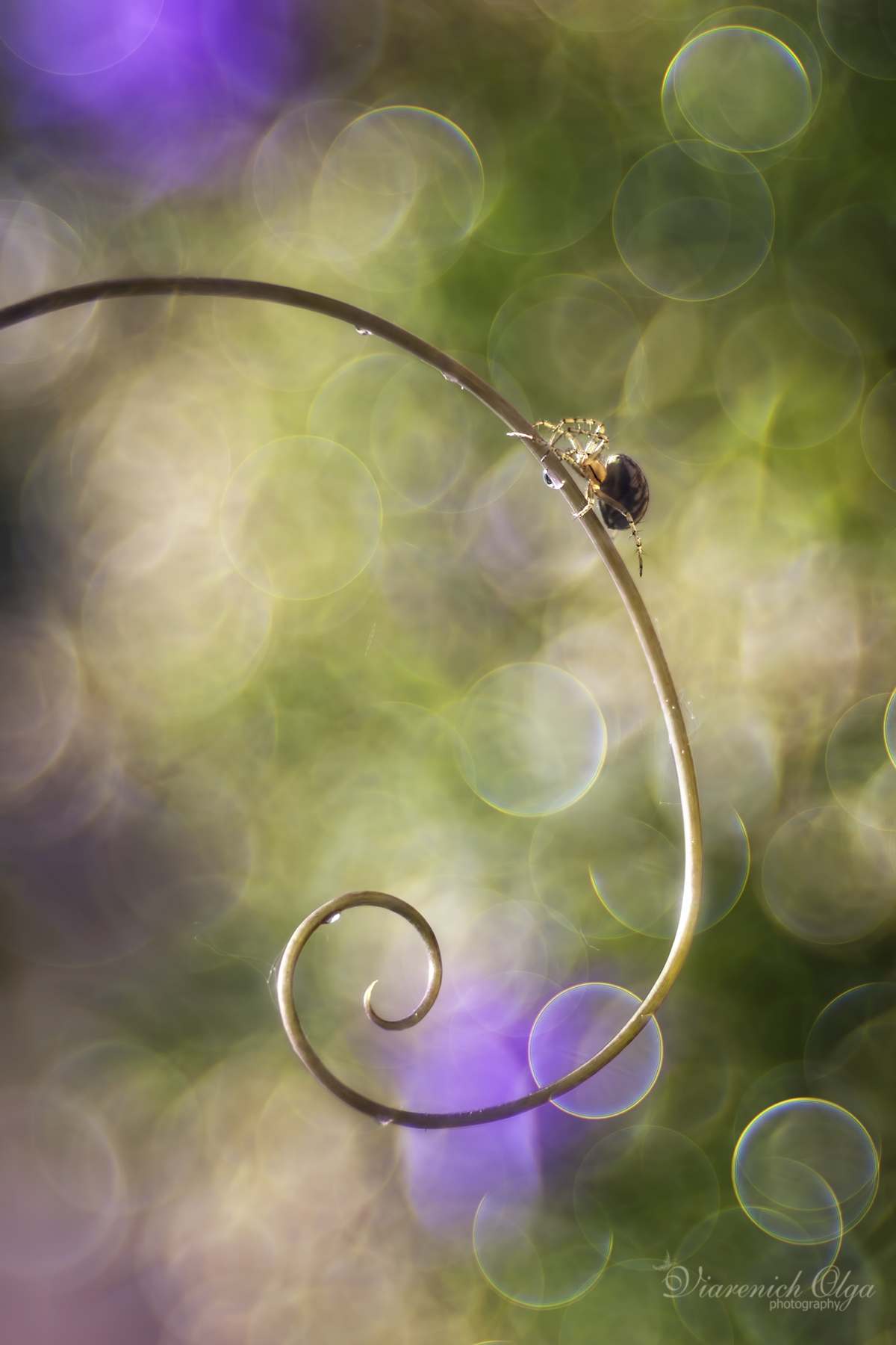 Come in una favola... una volta c'era un ragnetto