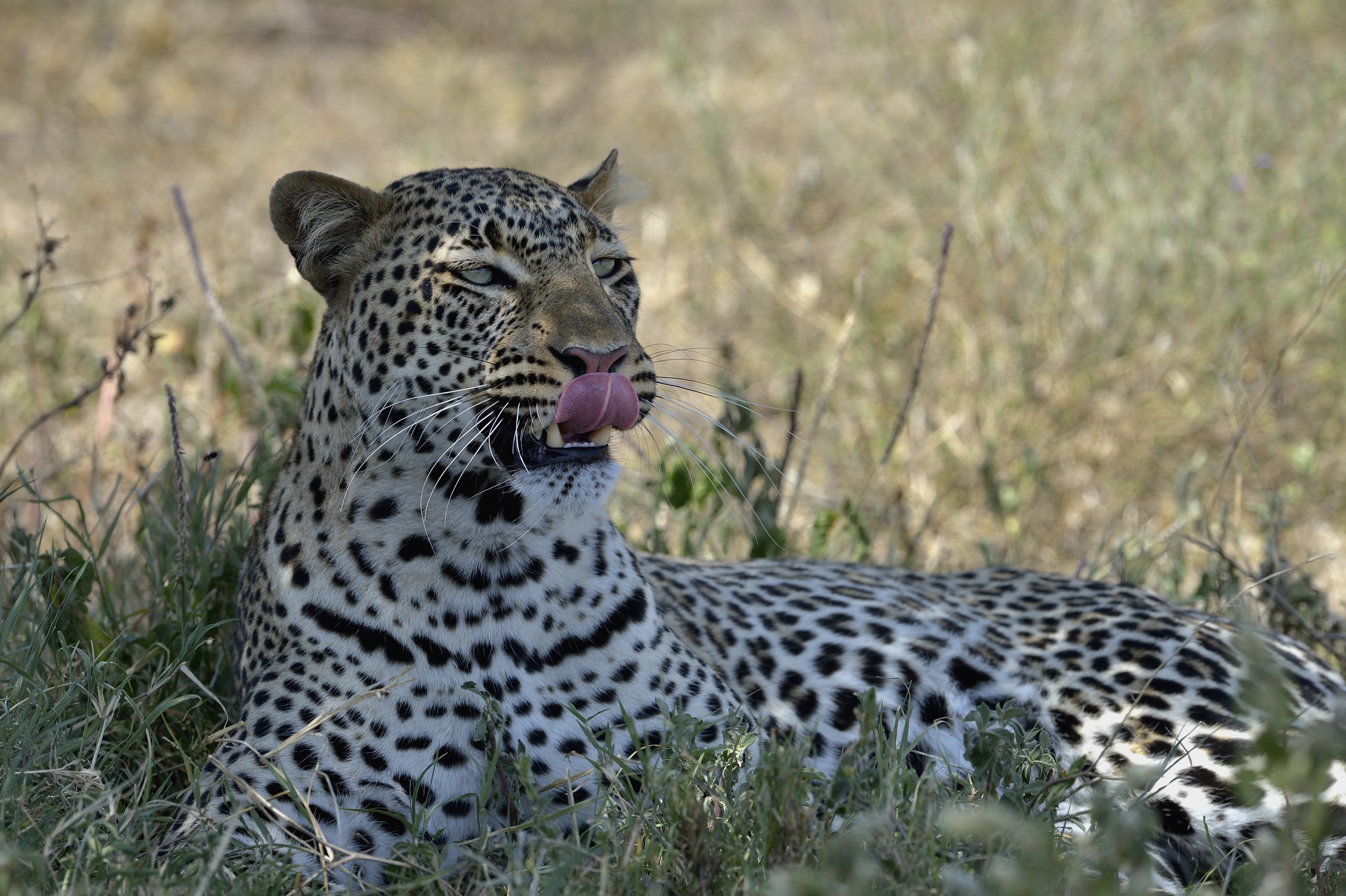 Tanzania 2015 - Linguetta