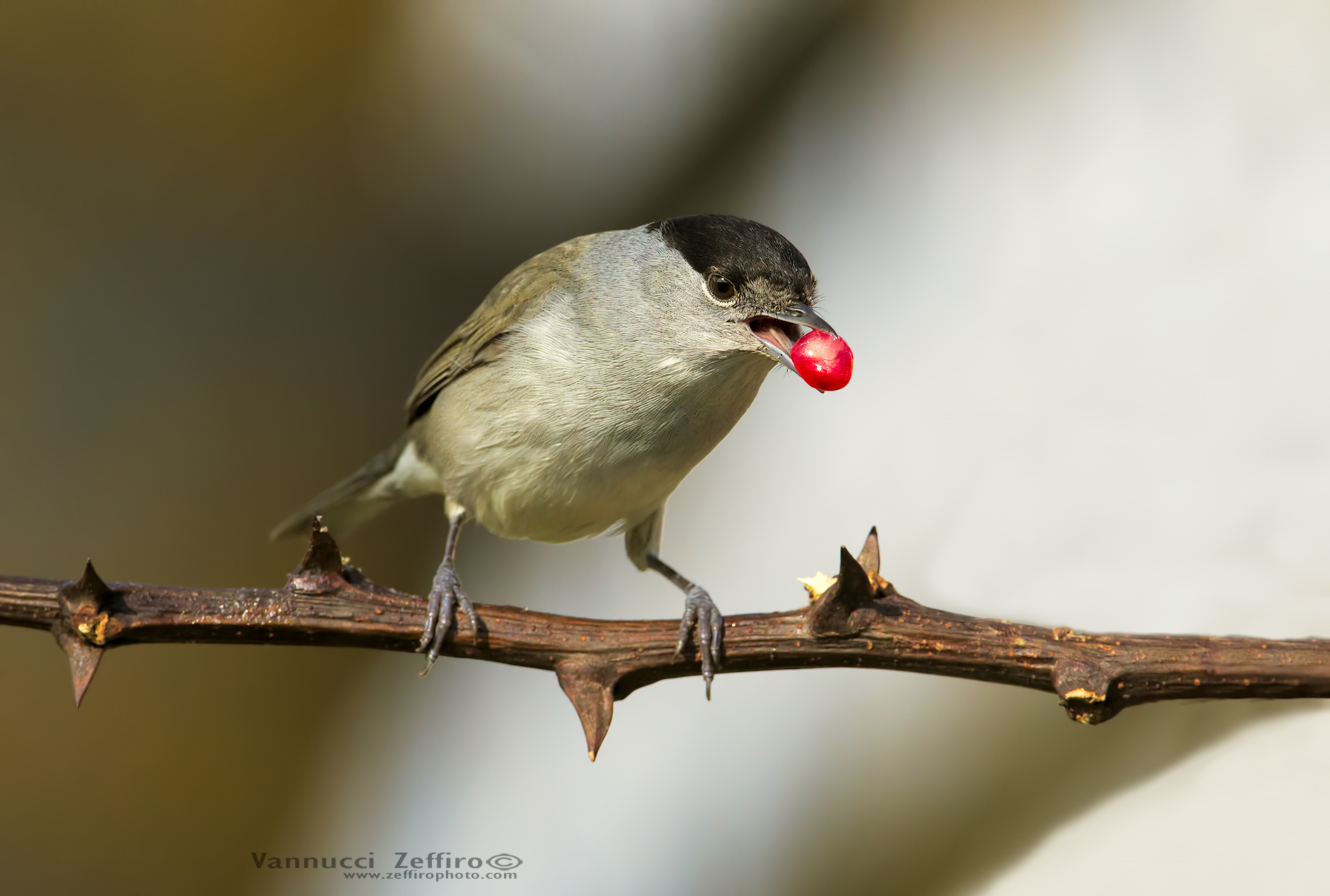 the blackcap and the grain