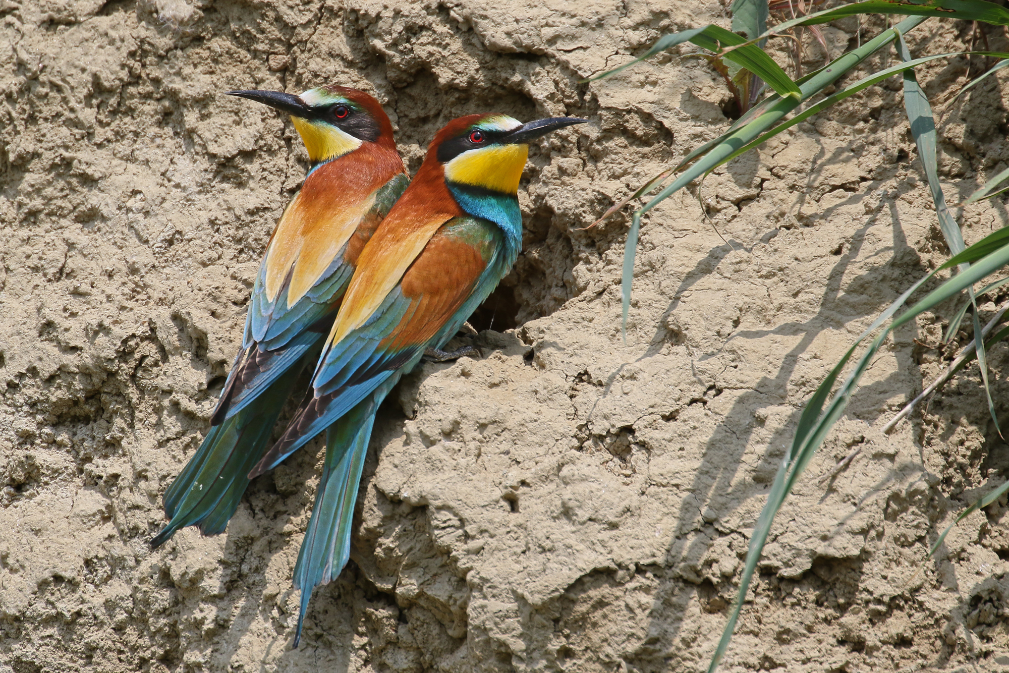 Bee-eaters