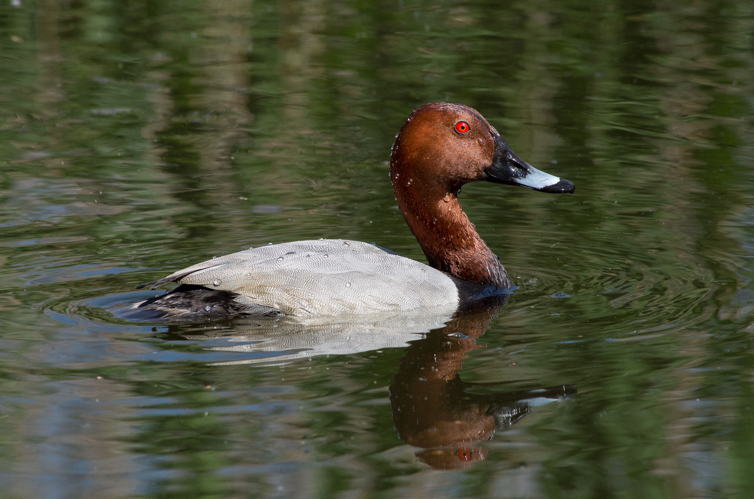 Pochard reflected