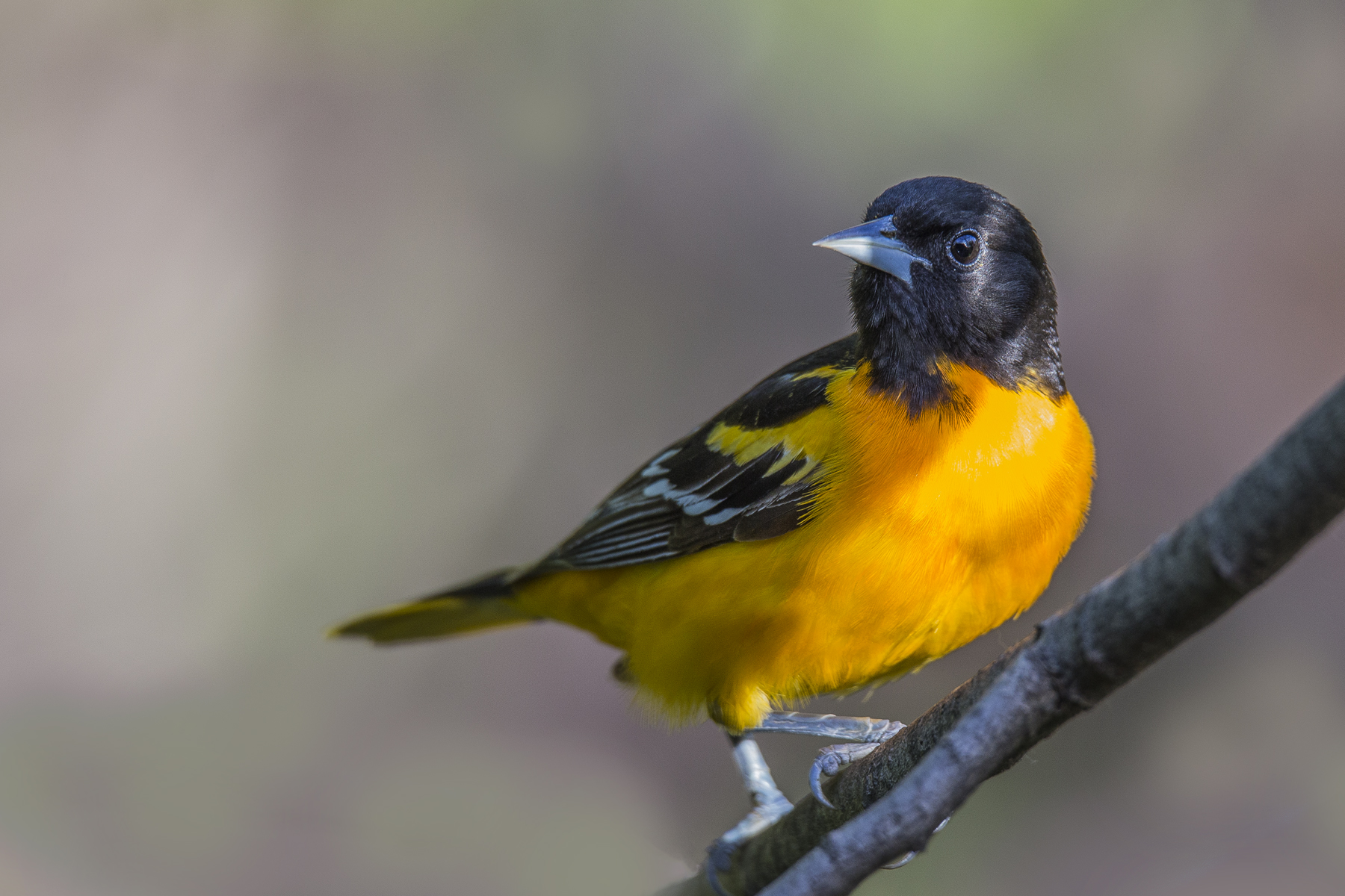 Baltimore Oriole