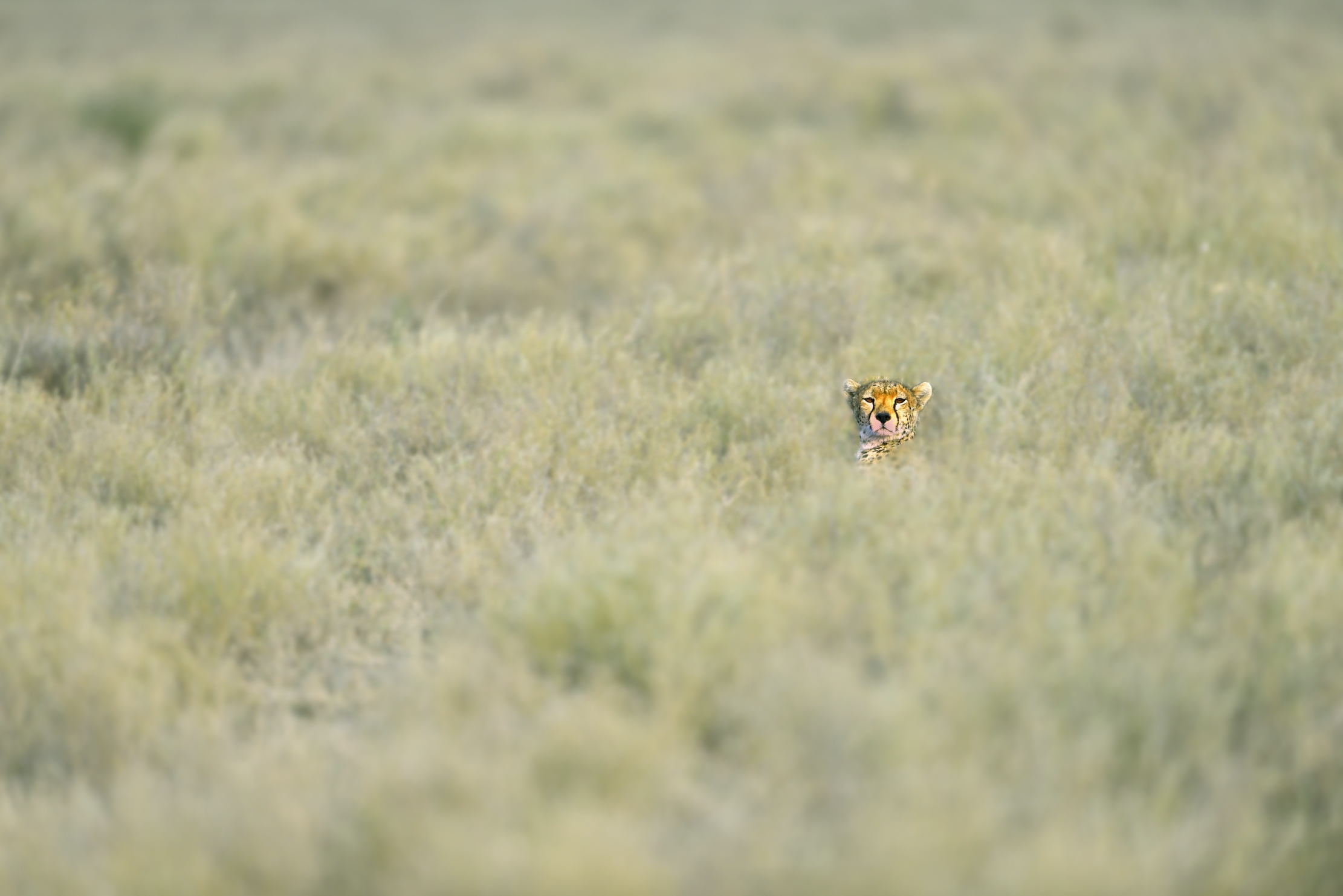 Tanzania 2015 -  Nell'erba