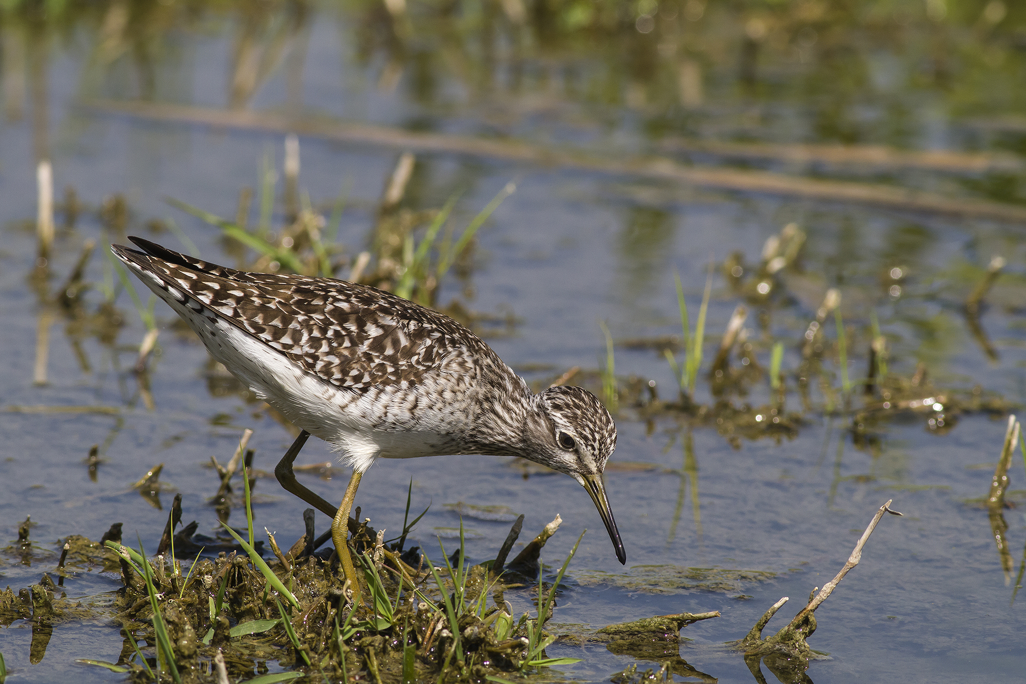 wood sandpiper