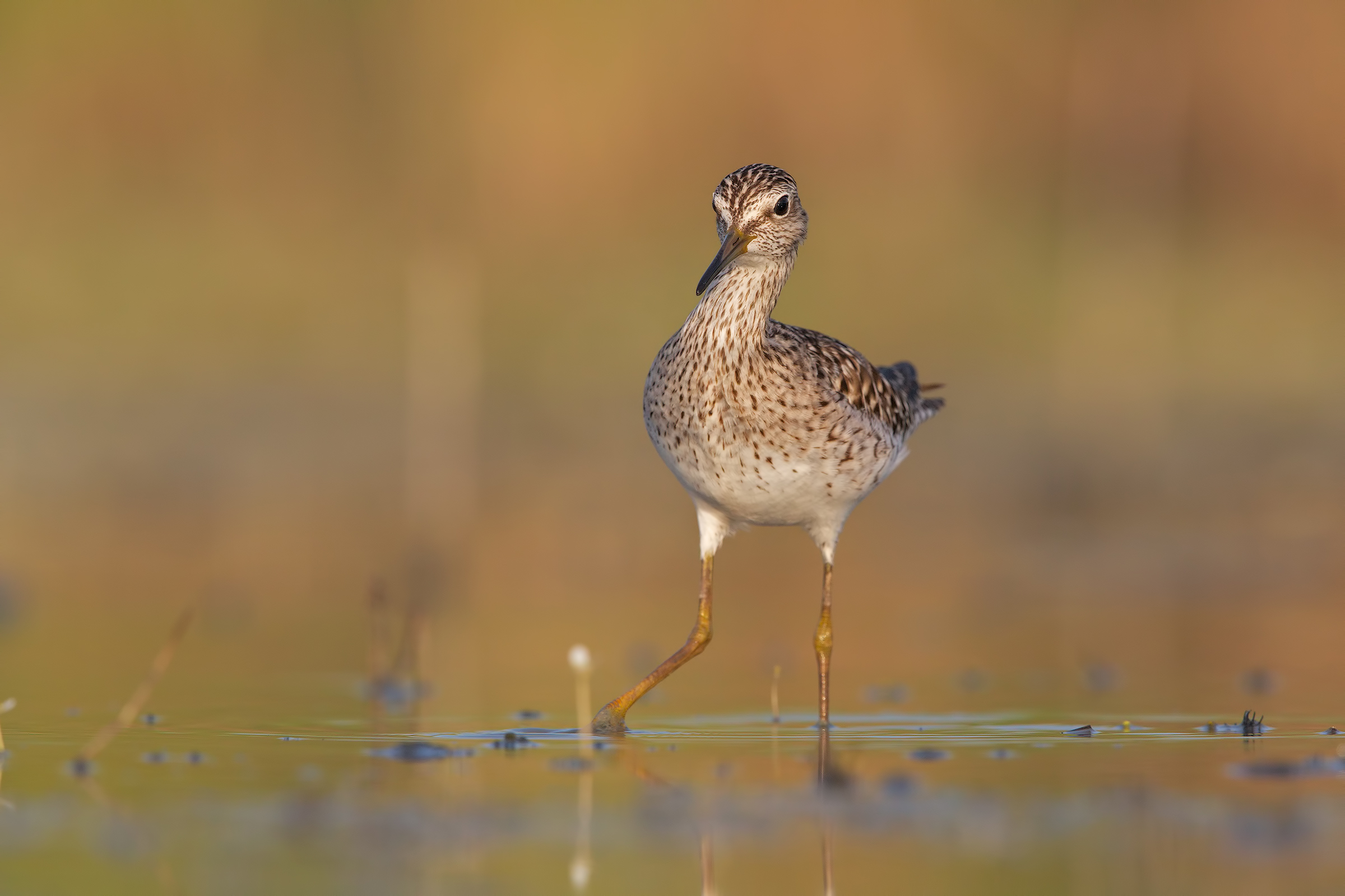 Piro piro boschereccio