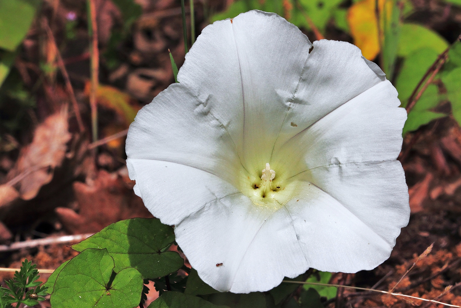 Calystegia sepium  - Vilucchio bianco