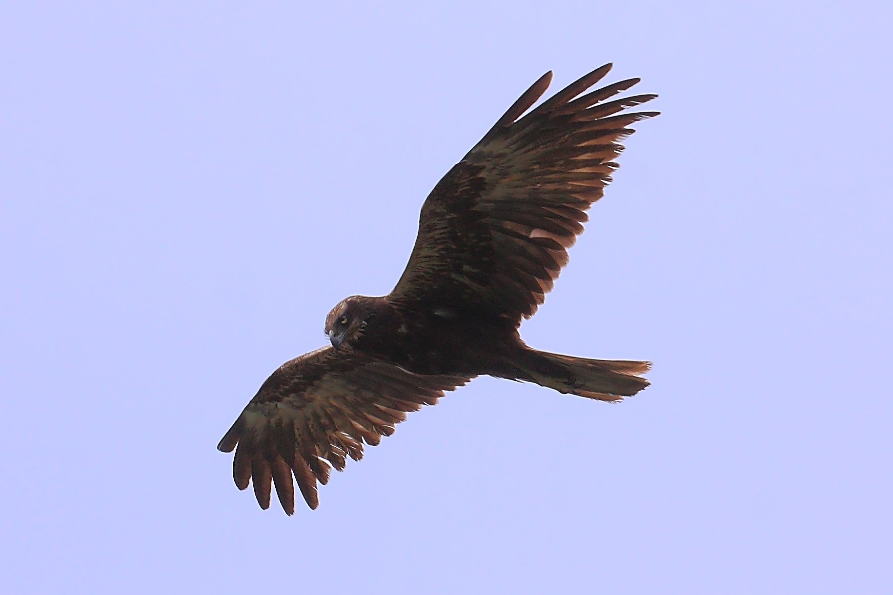 Marsh Harrier (Massaciuccoli)