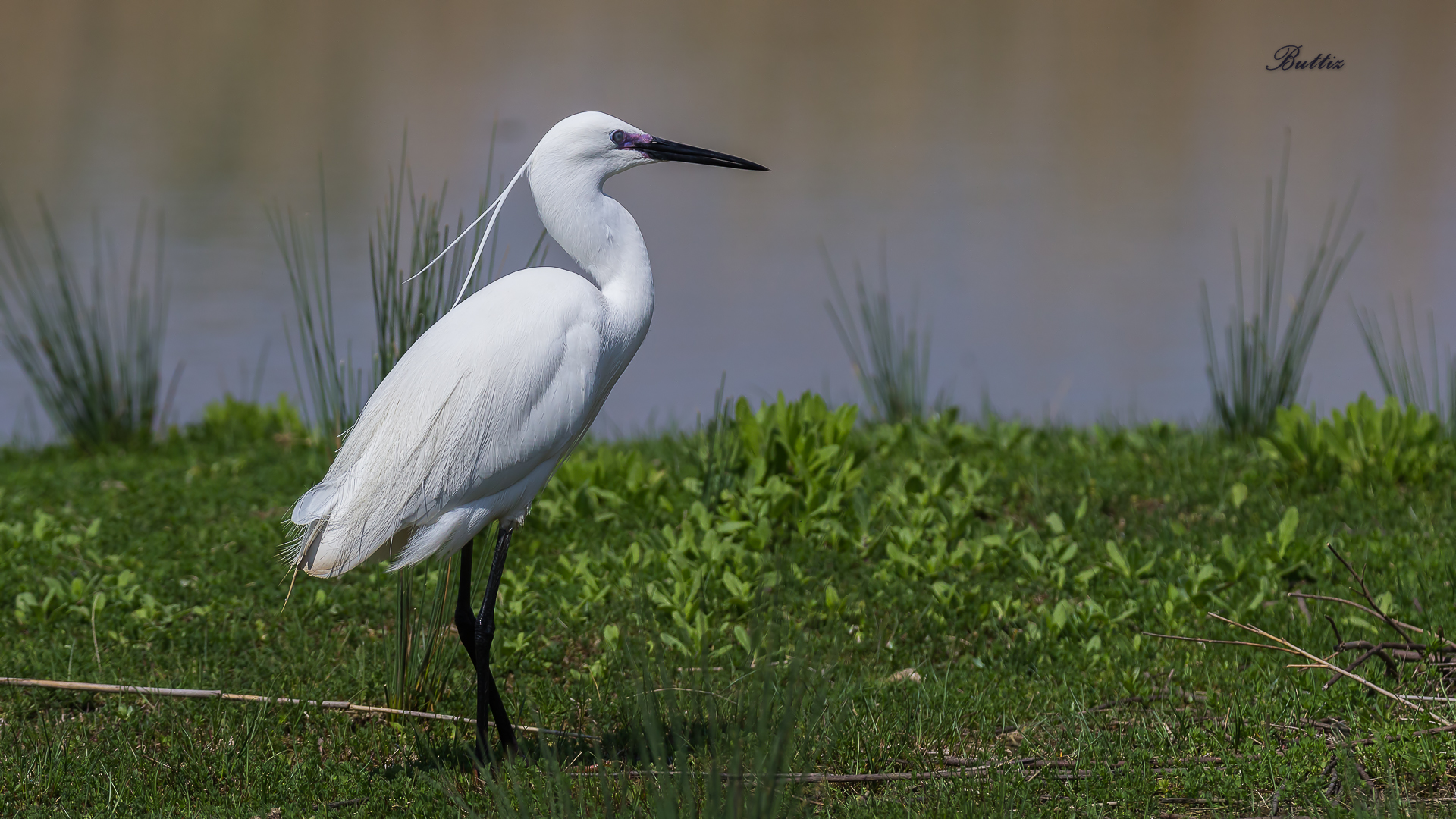 Egret