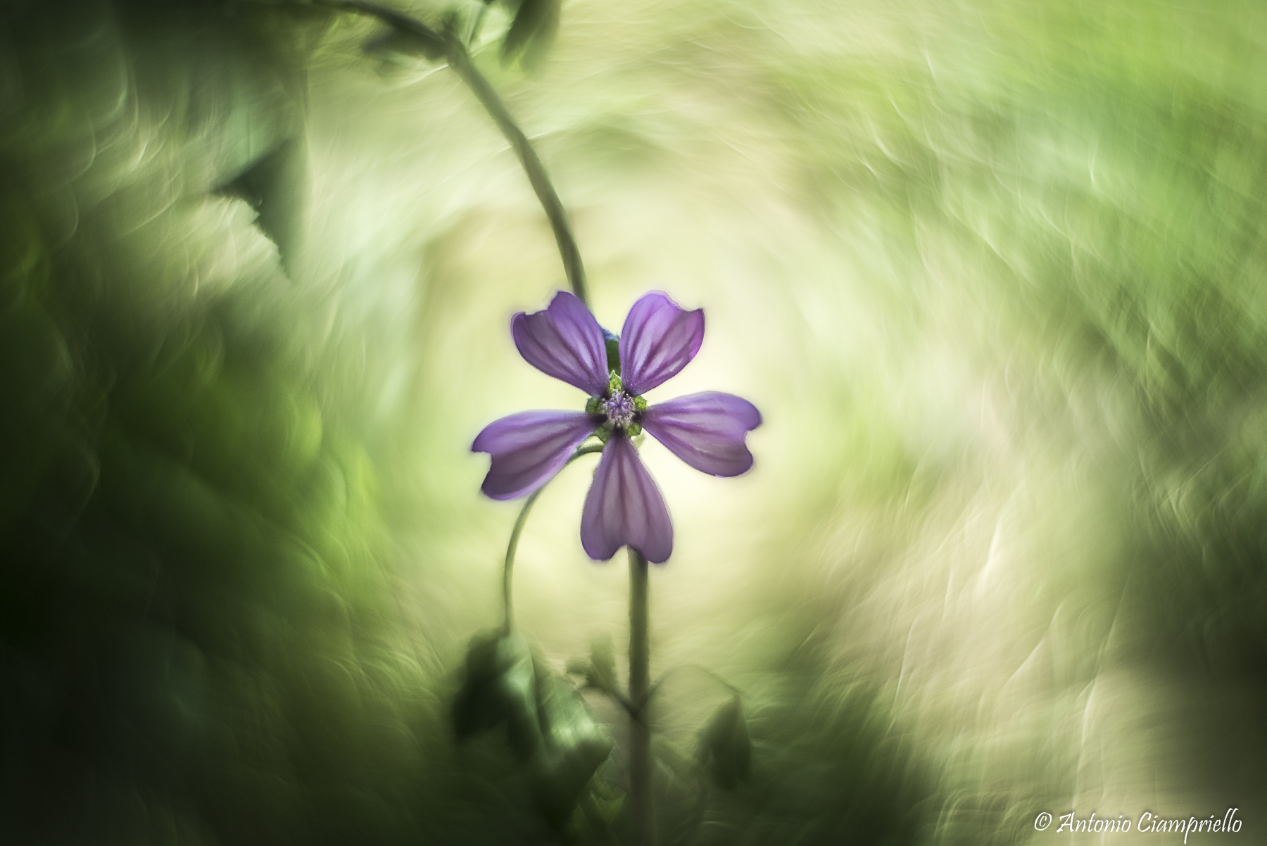 Light from wonderland