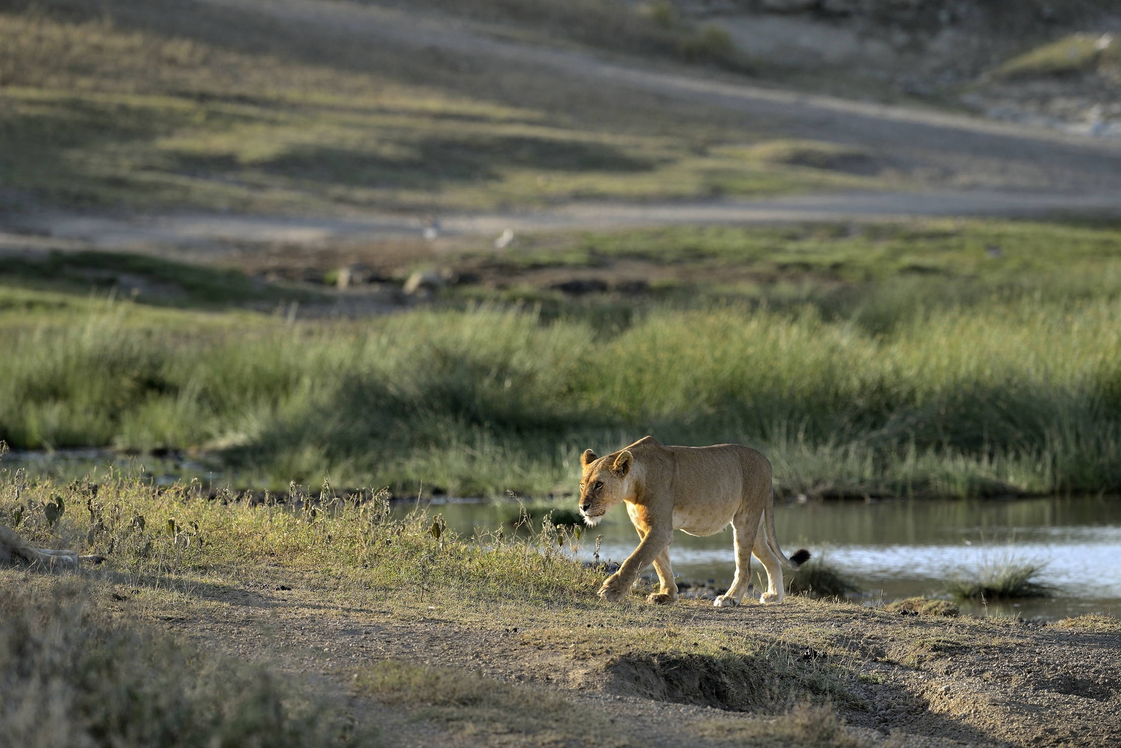 Tanzania 2015 - Nei pressi della pozza