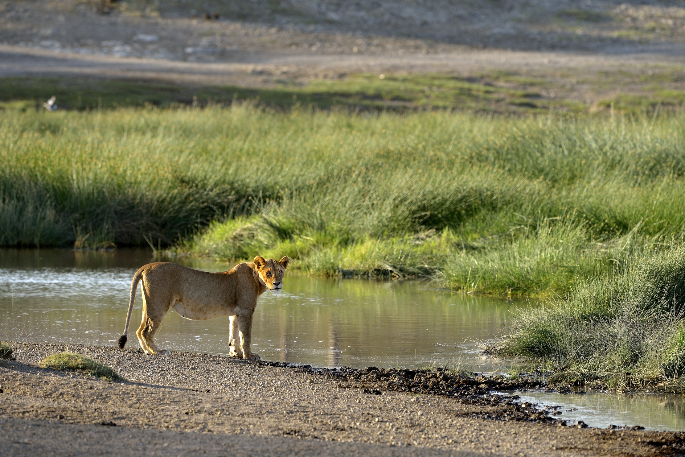 Tanzania 2015 - Nei pressi della pozza