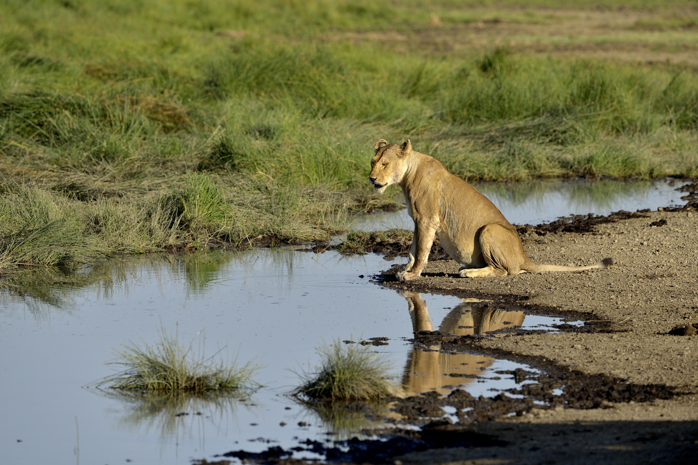 Tanzania 2015 - Nei pressi della pozza