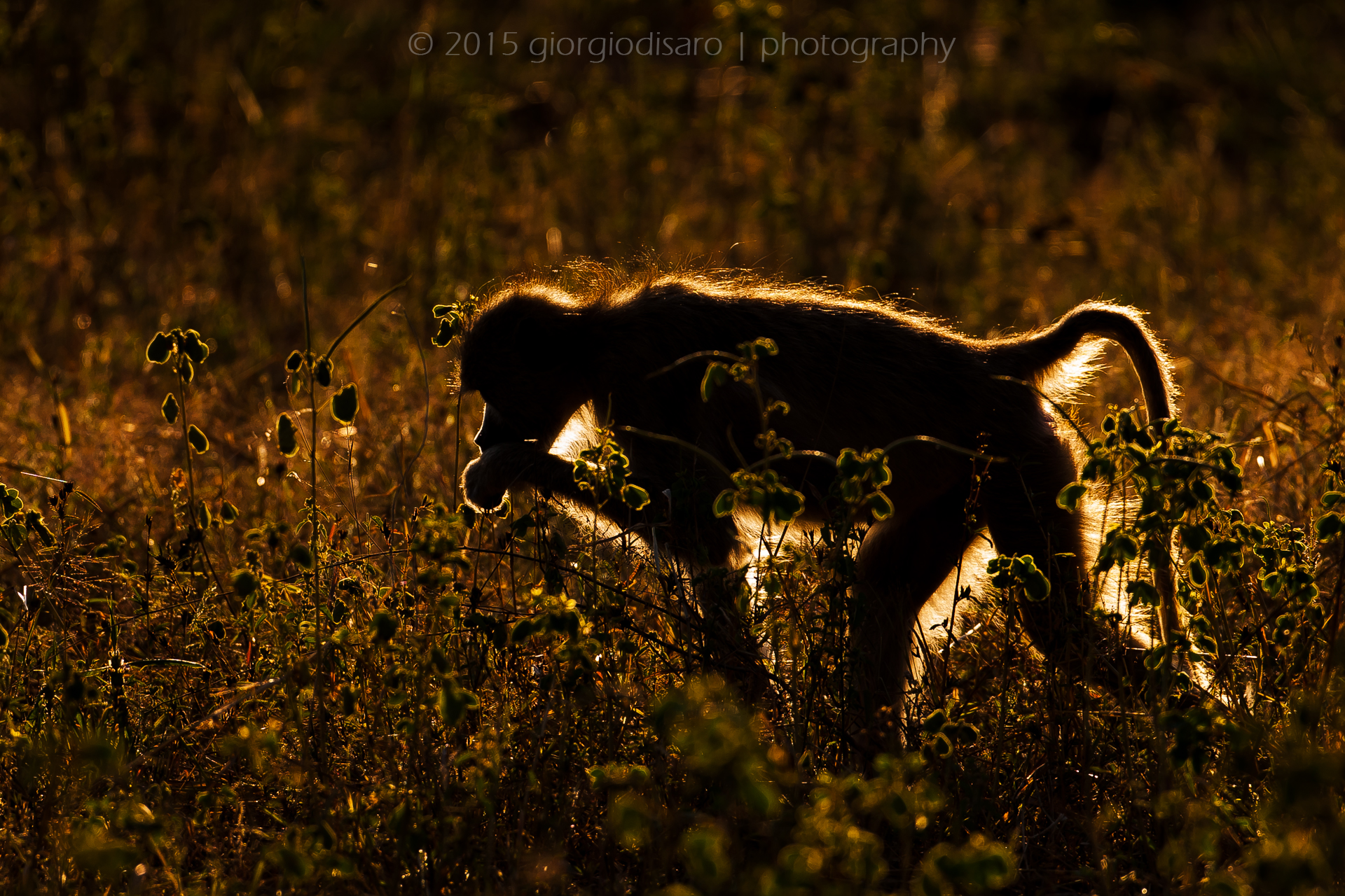 yellow baboon at sunset