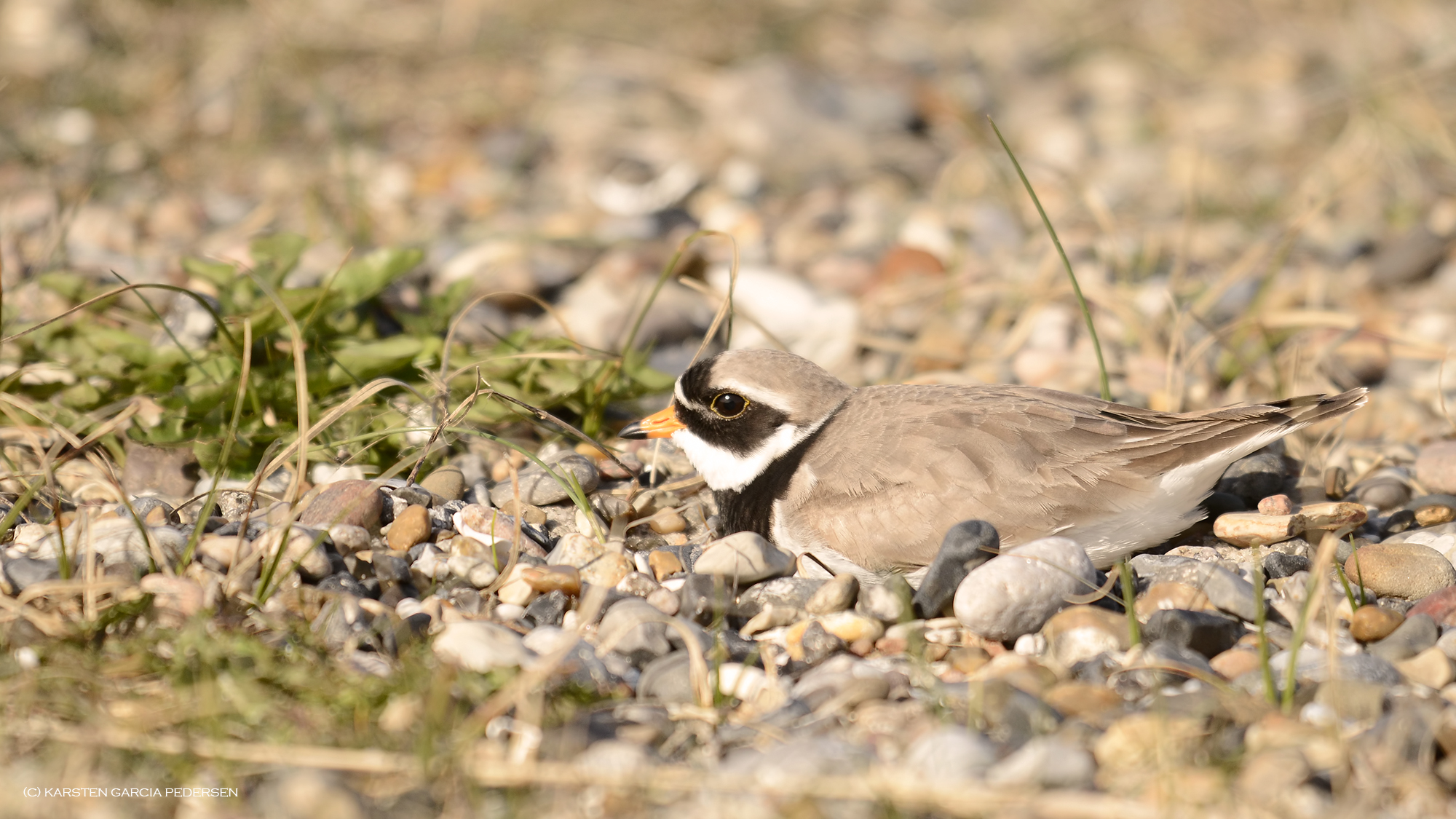 Common Ringed Plover