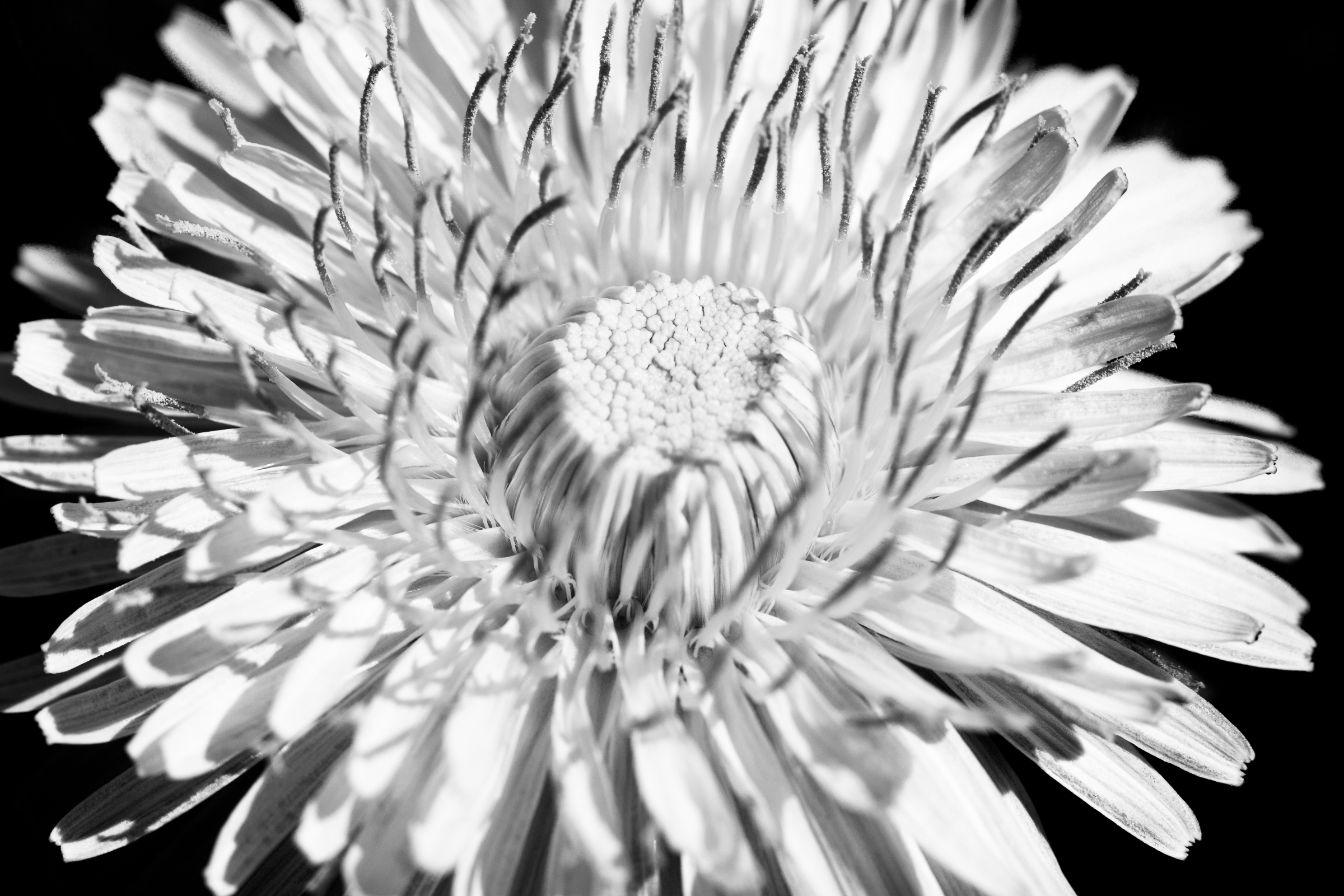 Fiore di Tarassaco (Taraxacum officinale)