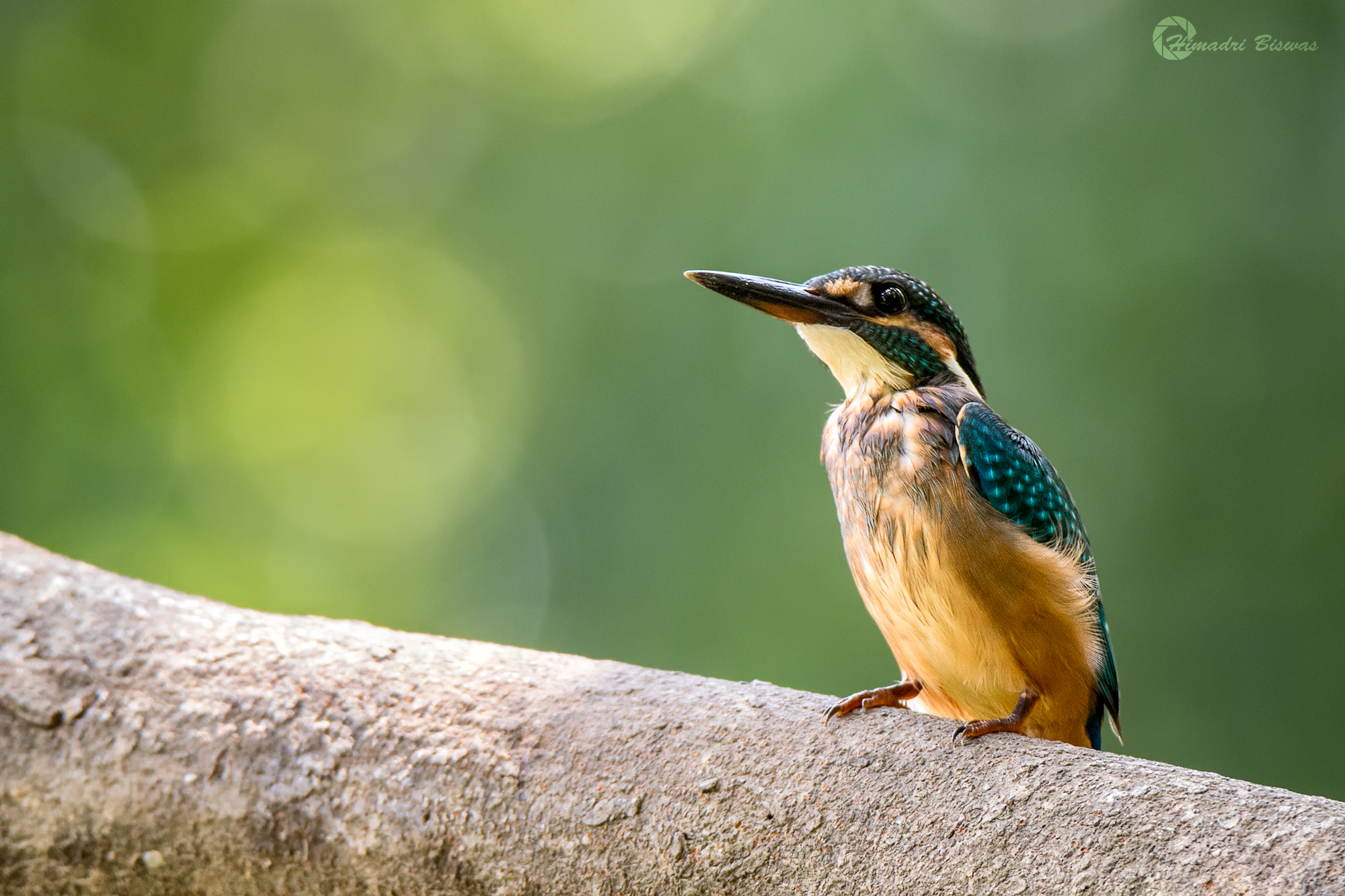 Common Kingfisher