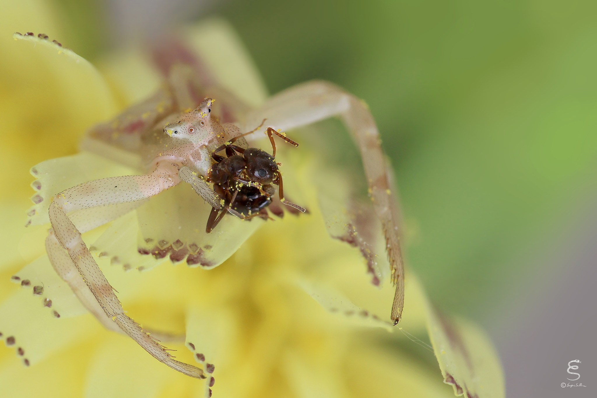 Thomisus onustus che preda una formica