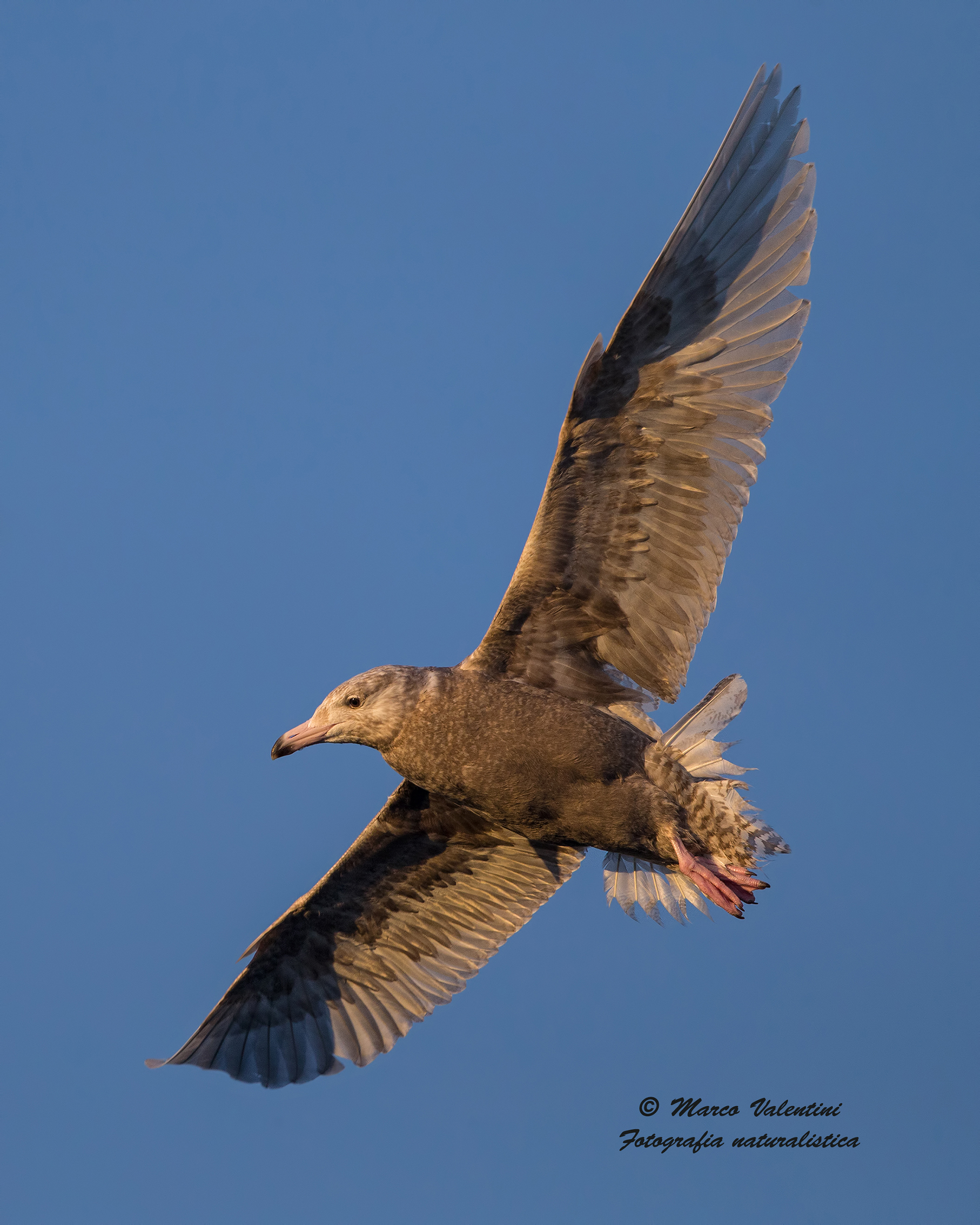Young glaucous at sunset
