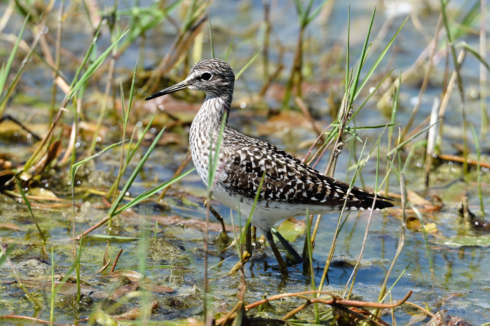 Piro-piro boschereccio