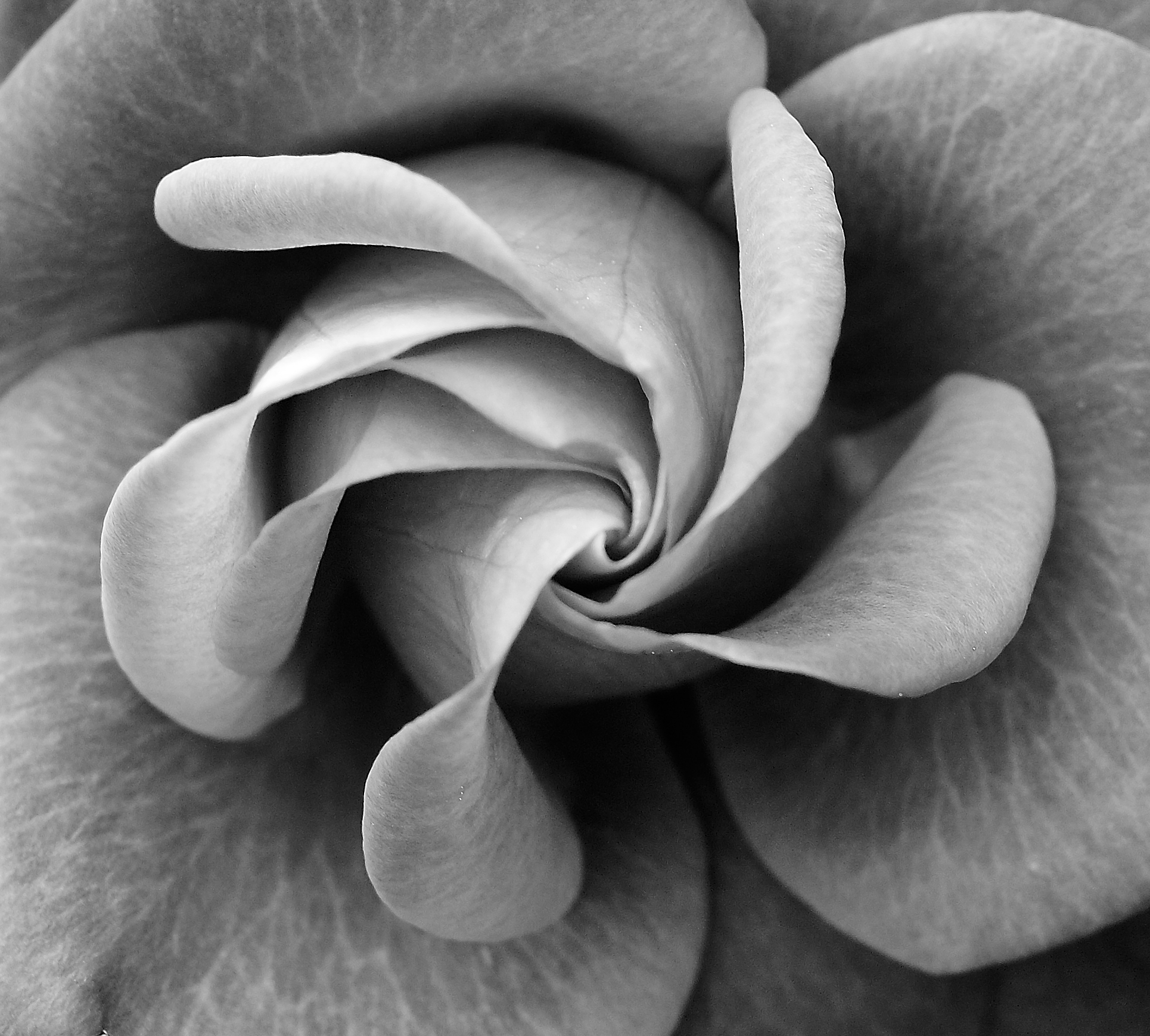 Profumo di rosa in B&W