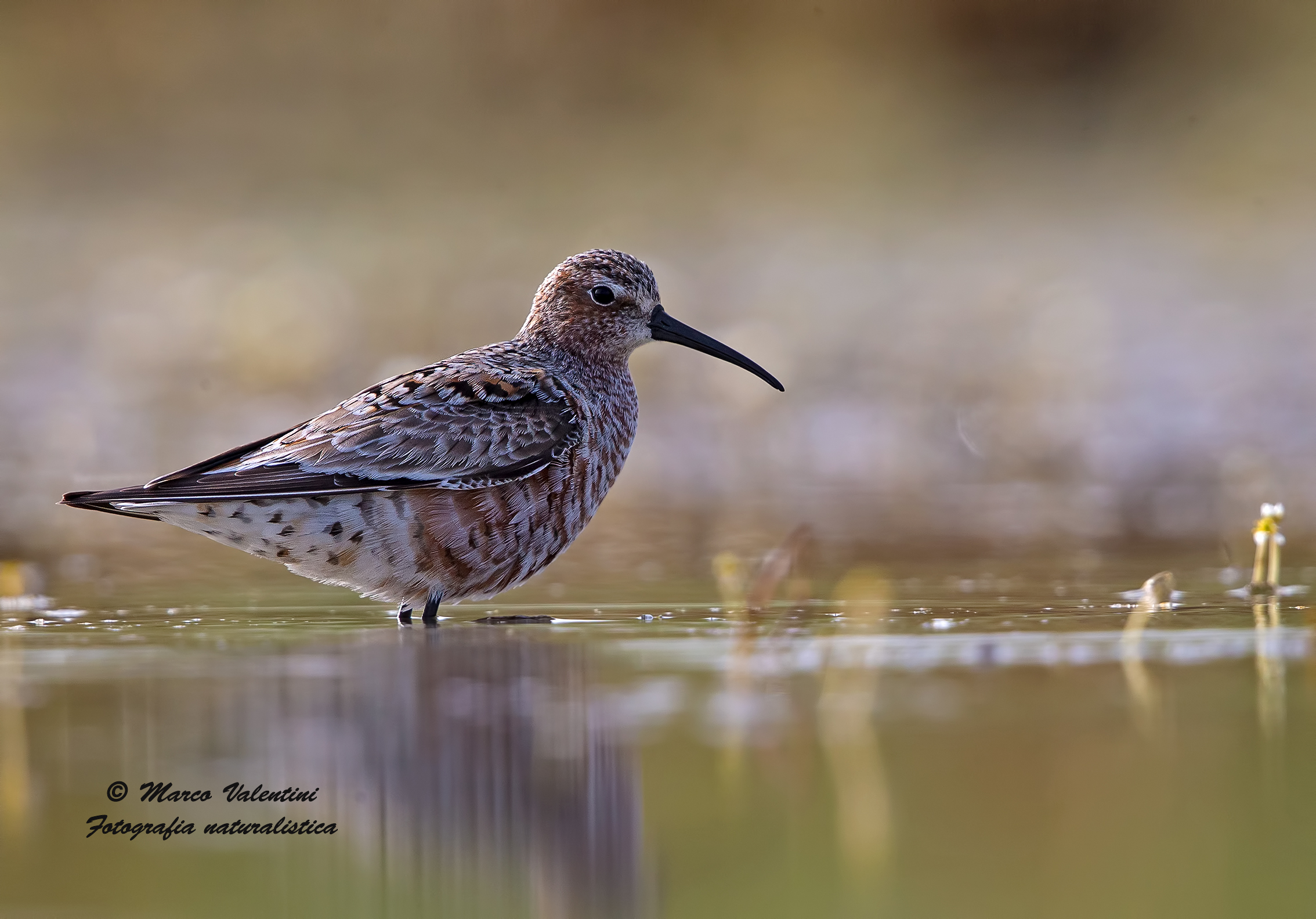 Piovanello controluce