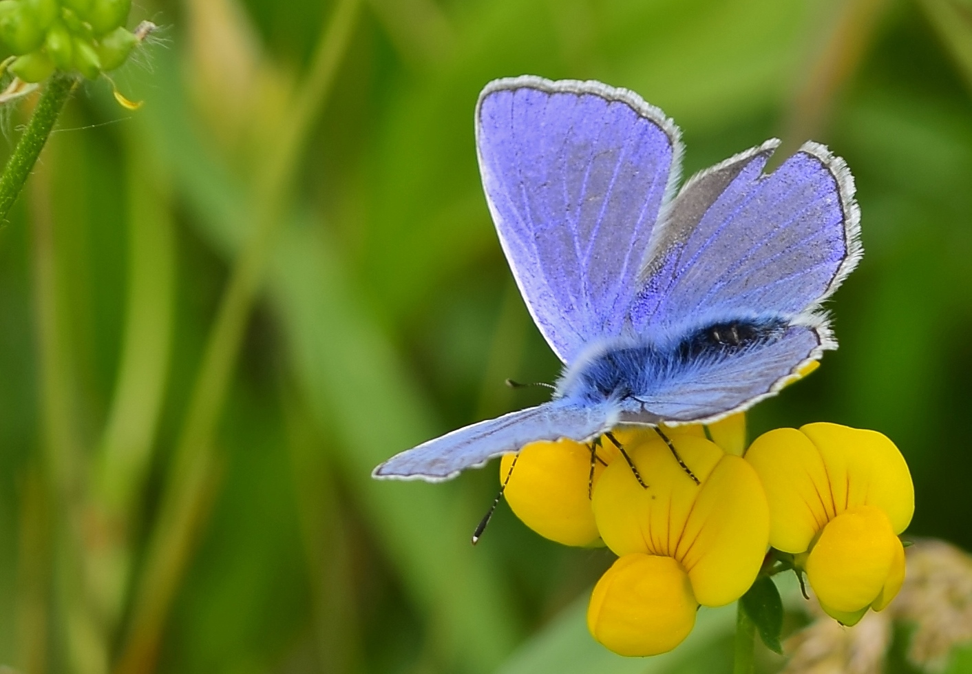 Blue butterfly