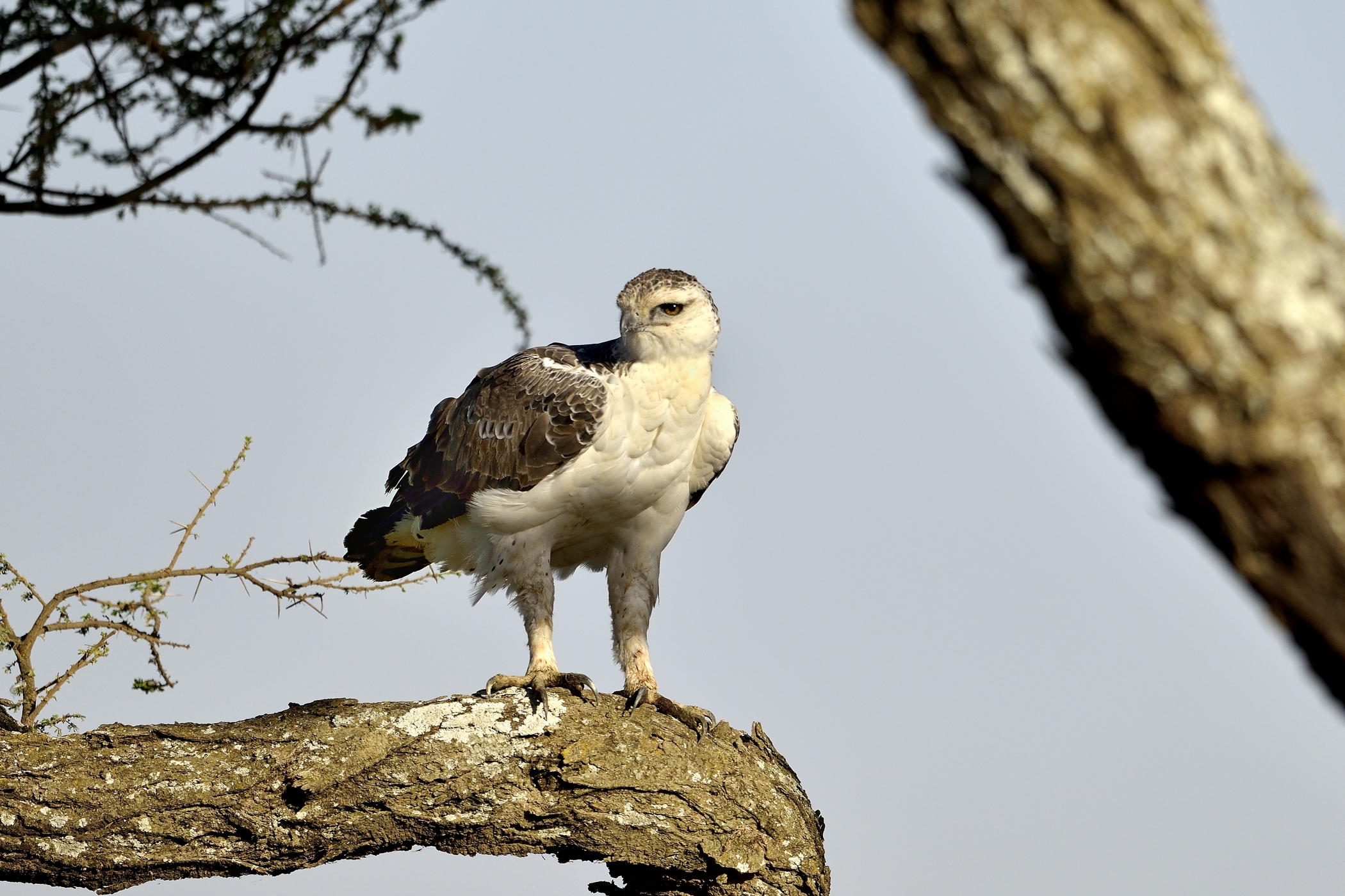 Tanzania 2015 - Aquila marziale