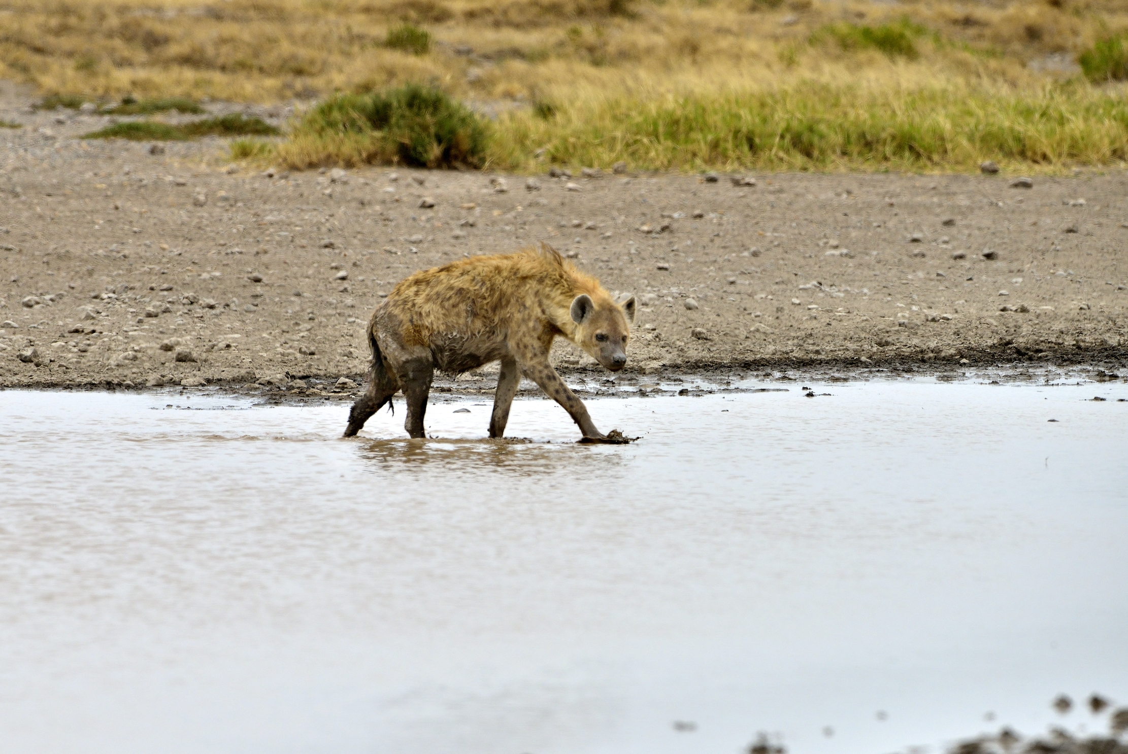 Tanzania 2015 - Iena alla pozza